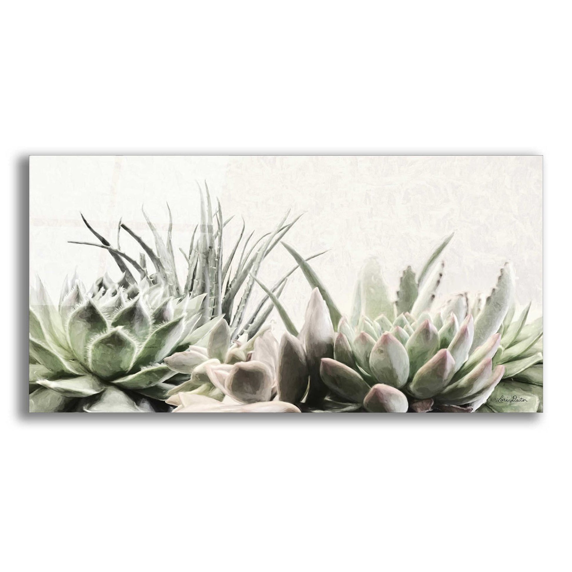 Epic Art 'Soft Succulents II' by Lori Deiter Acrylic Glass Wall Art,2:1