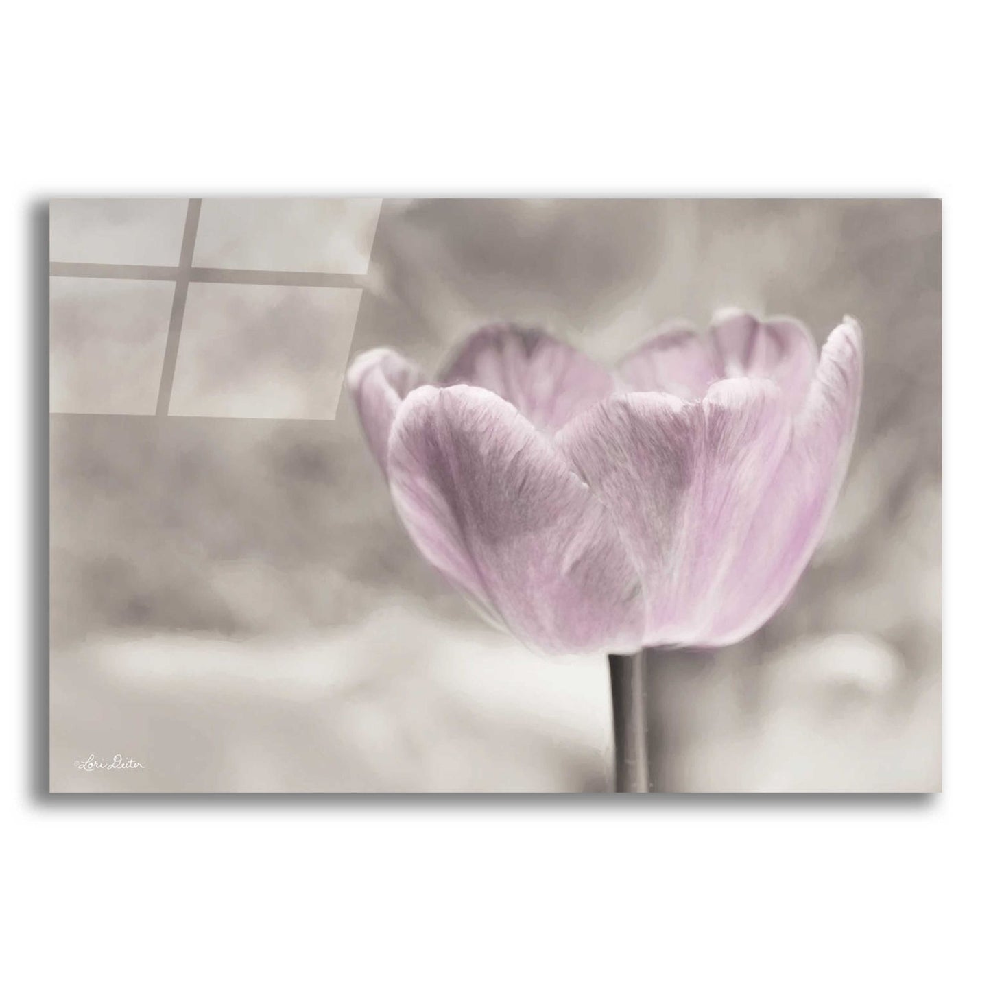 Epic Art 'Violet Tulip' by Lori Deiter Acrylic Glass Wall Art,24x16