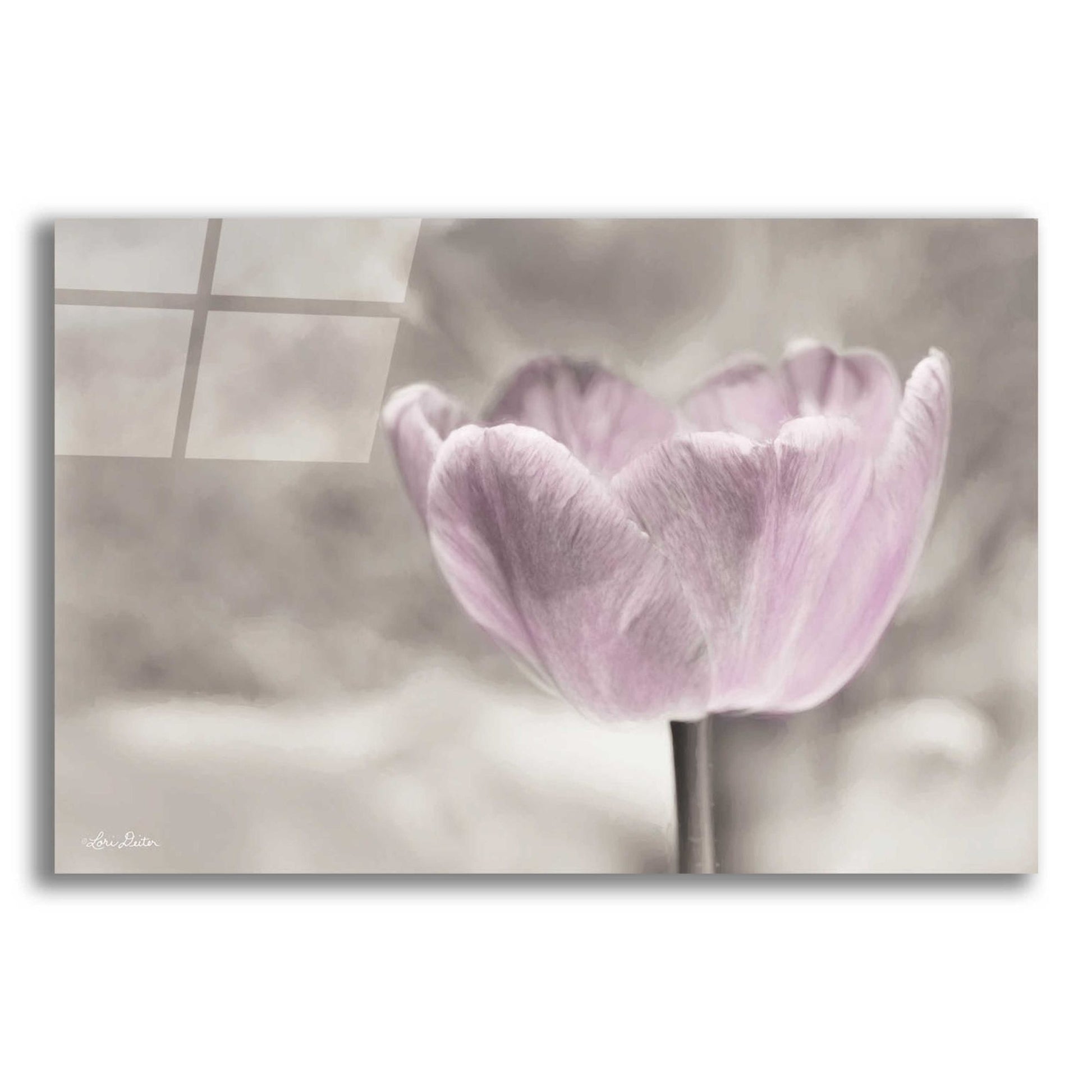 Epic Art 'Violet Tulip' by Lori Deiter Acrylic Glass Wall Art,24x16