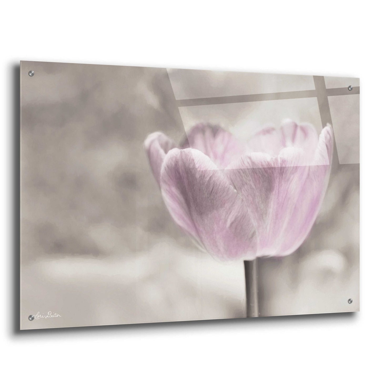 Epic Art 'Violet Tulip' by Lori Deiter Acrylic Glass Wall Art,36x24