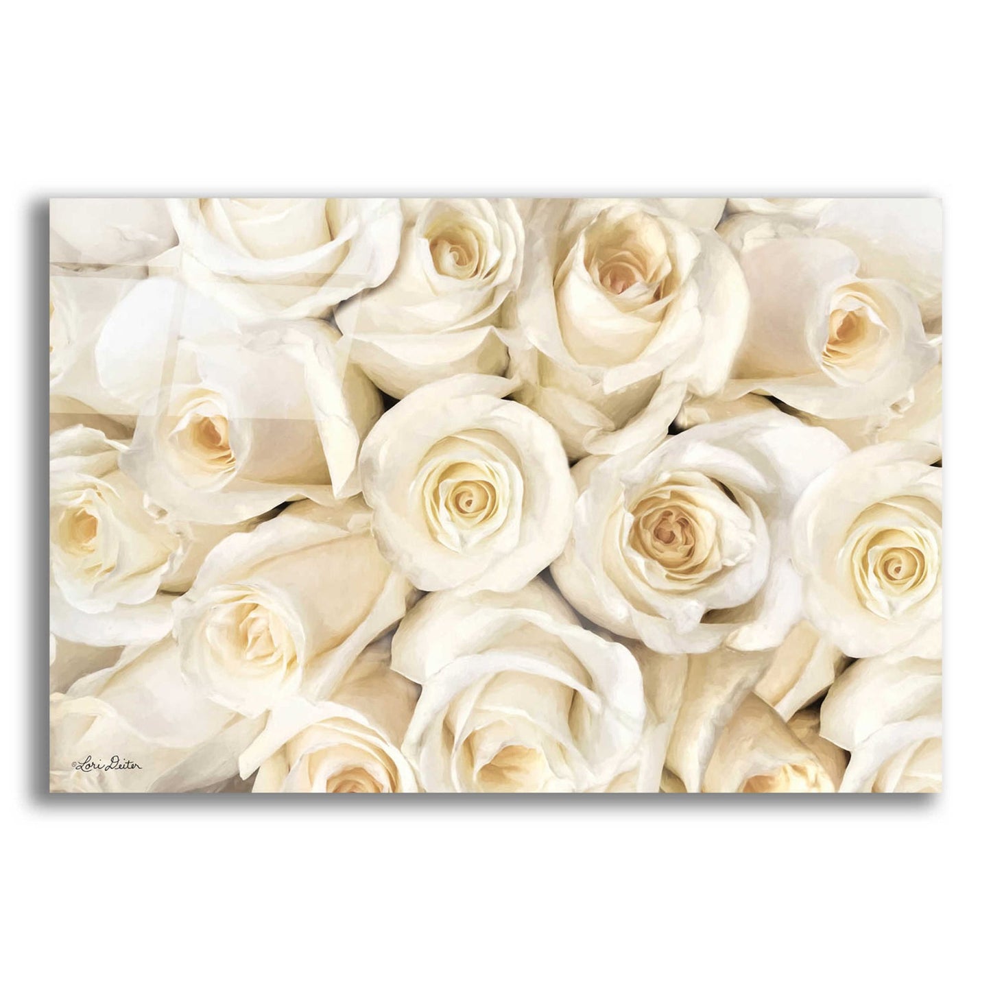 Epic Art 'Top View - White Roses' by Lori Deiter Acrylic Glass Wall Art,24x16