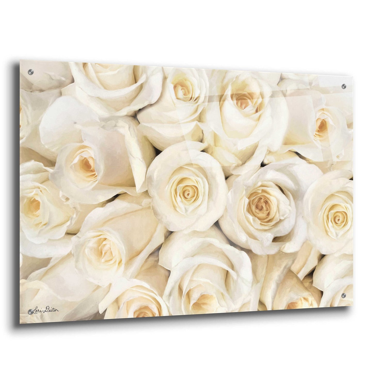 Epic Art 'Top View - White Roses' by Lori Deiter Acrylic Glass Wall Art,36x24