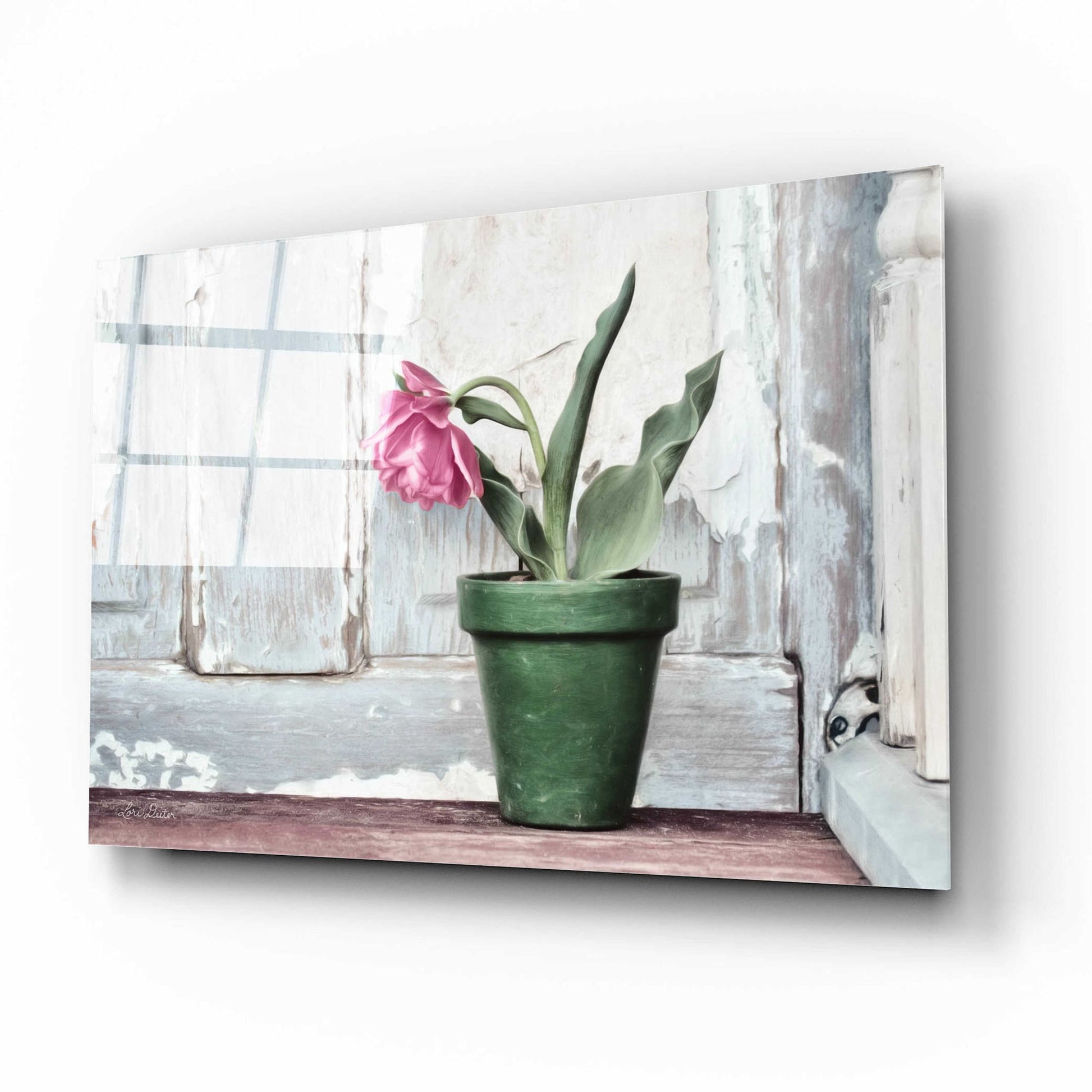 Epic Art 'Take a Bow Tulip' by Lori Deiter Acrylic Glass Wall Art,16x12