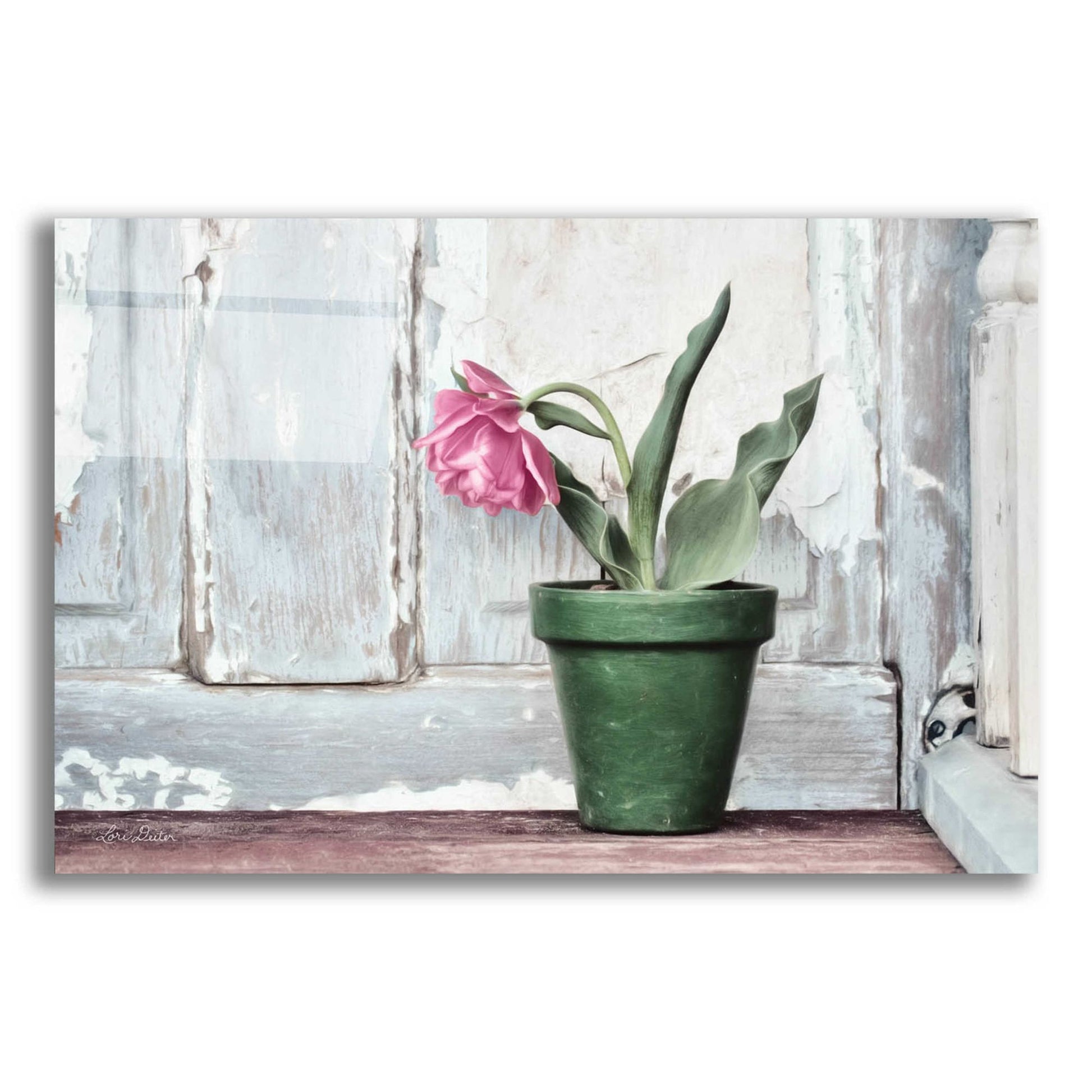 Epic Art 'Take a Bow Tulip' by Lori Deiter Acrylic Glass Wall Art,24x16