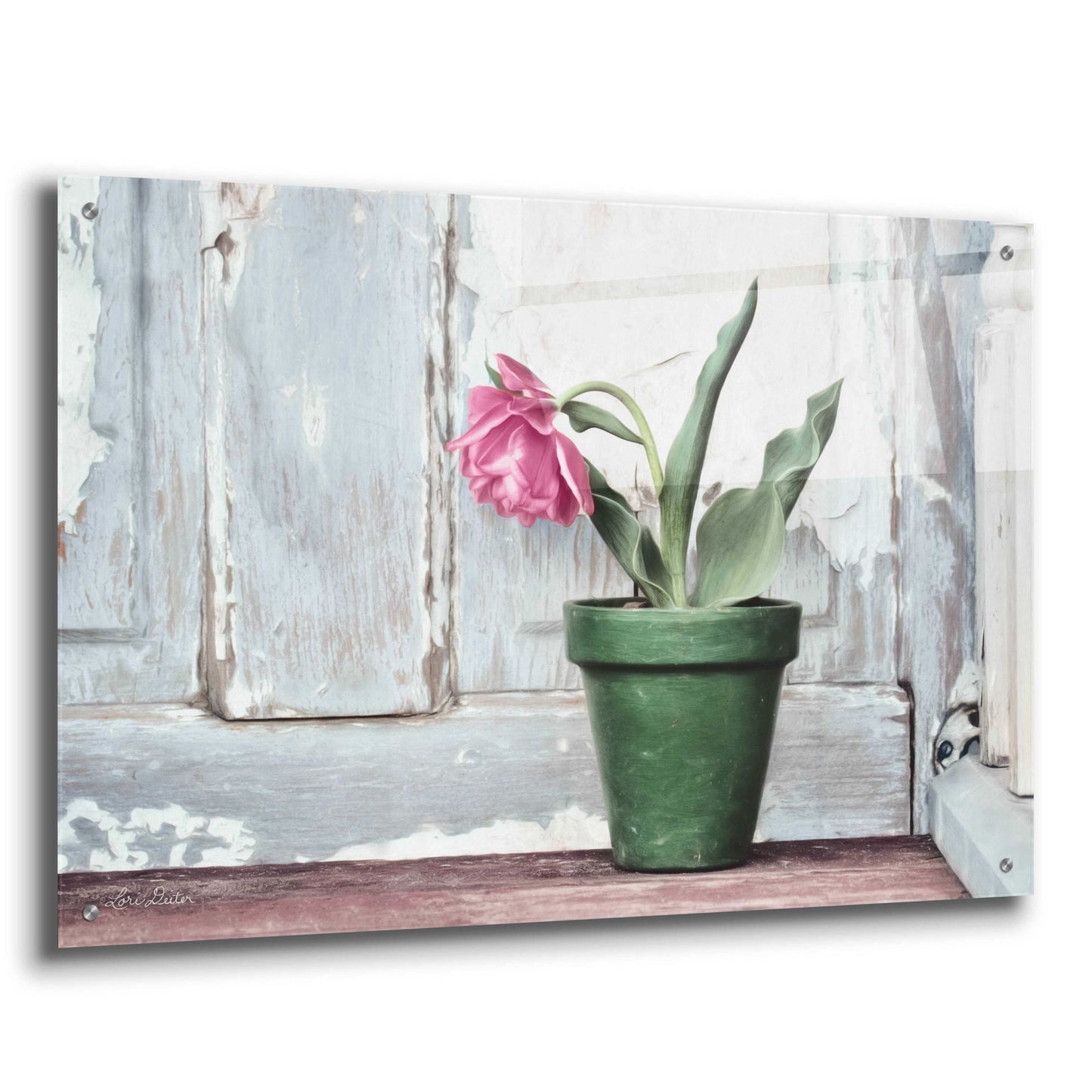 Epic Art 'Take a Bow Tulip' by Lori Deiter Acrylic Glass Wall Art,36x24