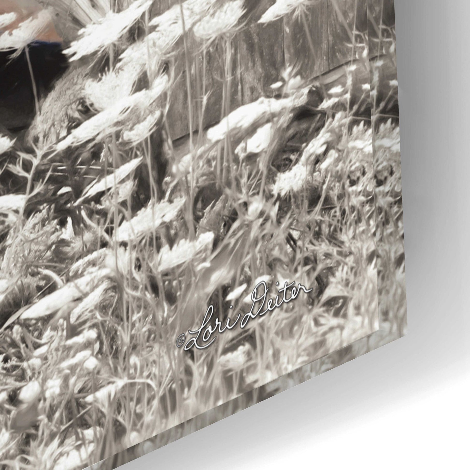 Epic Art 'Age is a Work of Art' by Lori Deiter Acrylic Glass Wall Art,24x16