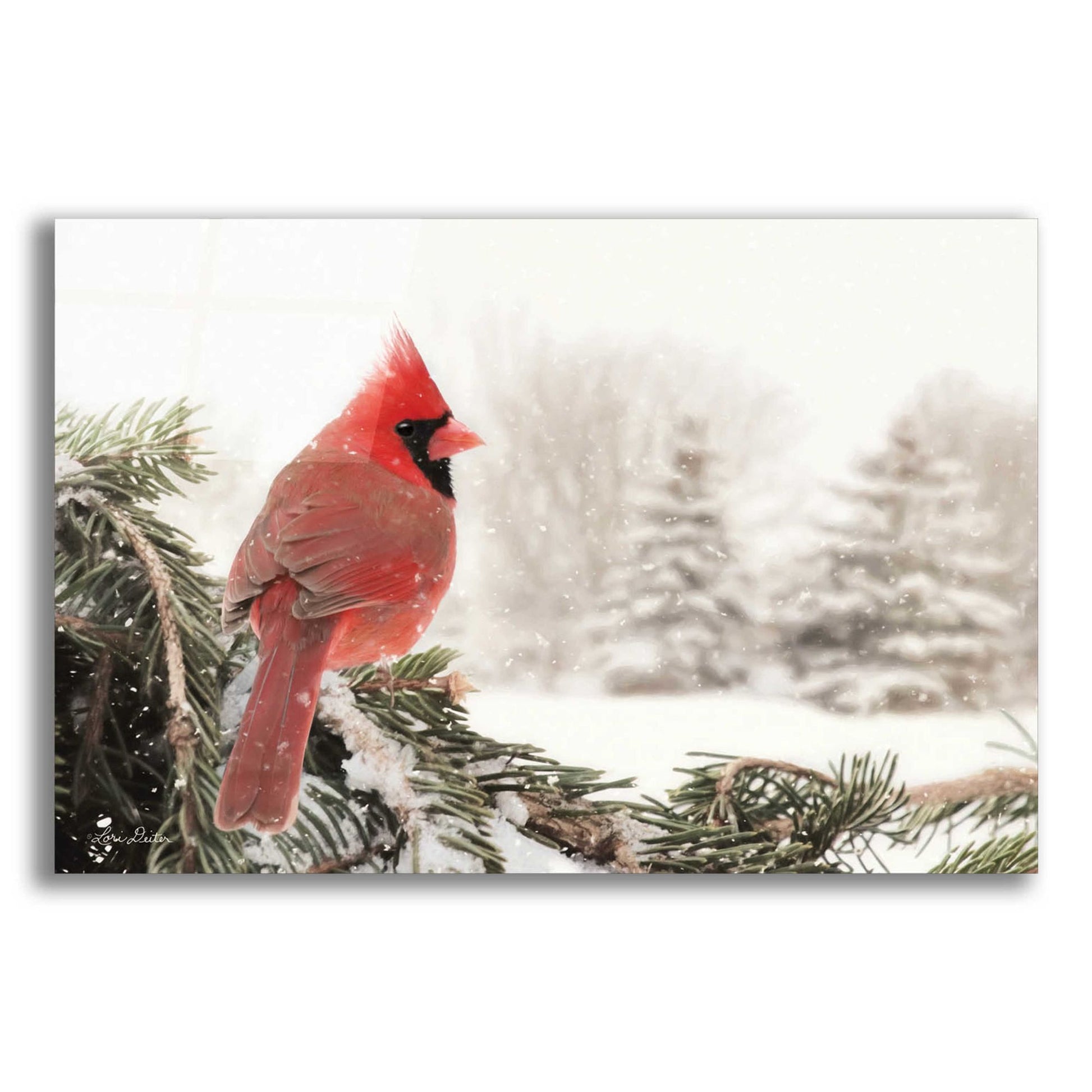 Epic Art 'Winter Perch' by Lori Deiter Acrylic Glass Wall Art,24x16