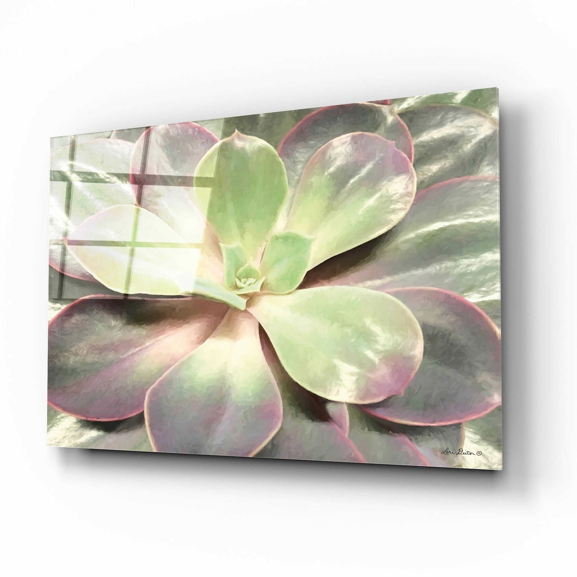 Epic Art 'Glowing Succulent I' by Lori Deiter Acrylic Glass Wall Art,16x12