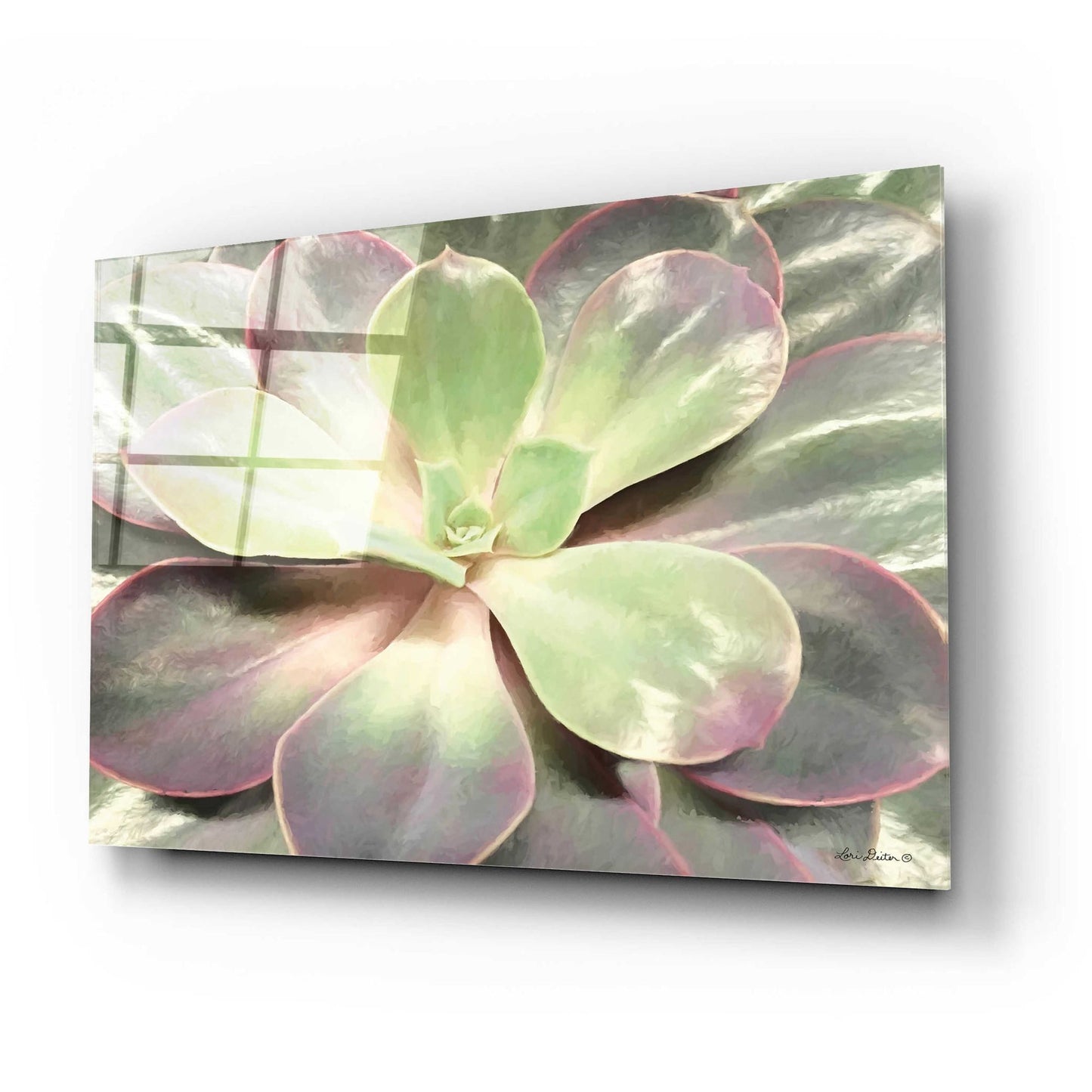 Epic Art 'Glowing Succulent I' by Lori Deiter Acrylic Glass Wall Art,24x16