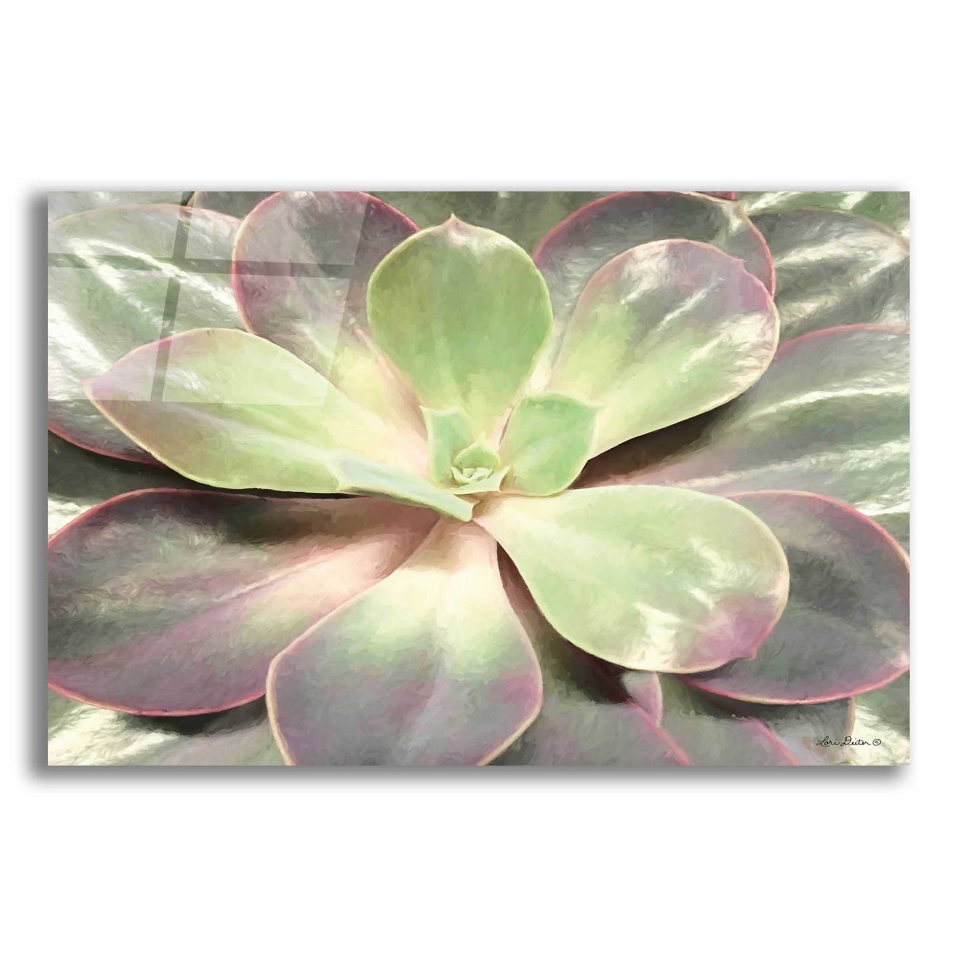 Epic Art 'Glowing Succulent I' by Lori Deiter Acrylic Glass Wall Art,24x16