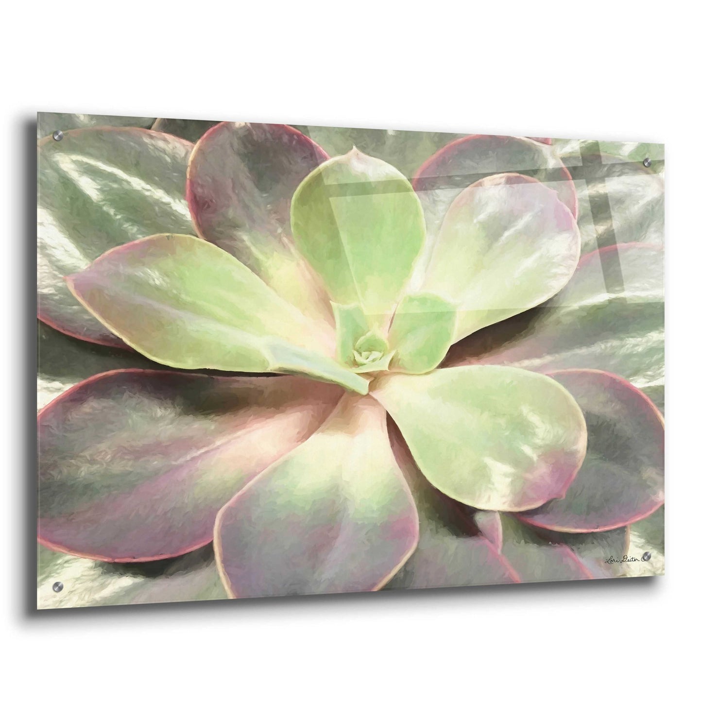 Epic Art 'Glowing Succulent I' by Lori Deiter Acrylic Glass Wall Art,36x24