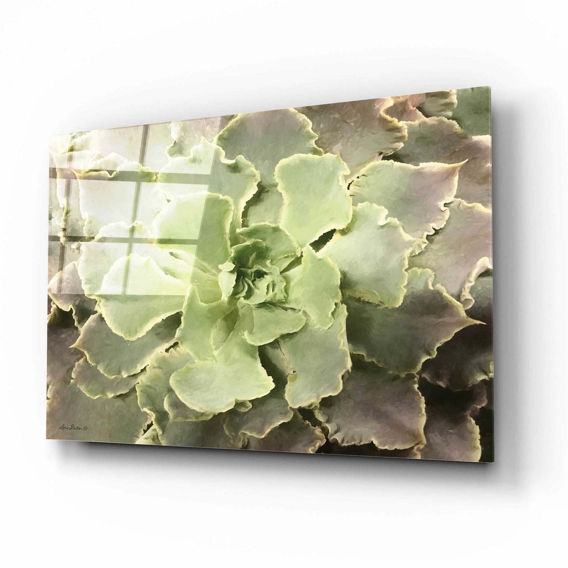 Epic Art 'Glowing Succulent II' by Lori Deiter Acrylic Glass Wall Art,16x12