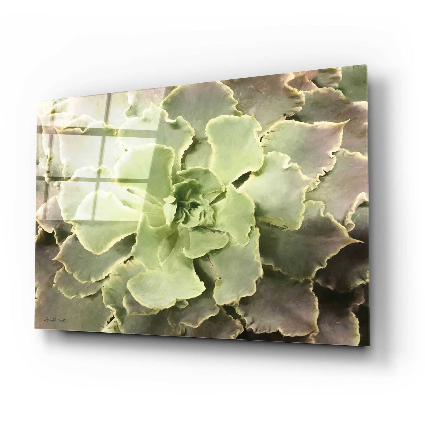 Epic Art 'Glowing Succulent II' by Lori Deiter Acrylic Glass Wall Art,24x16