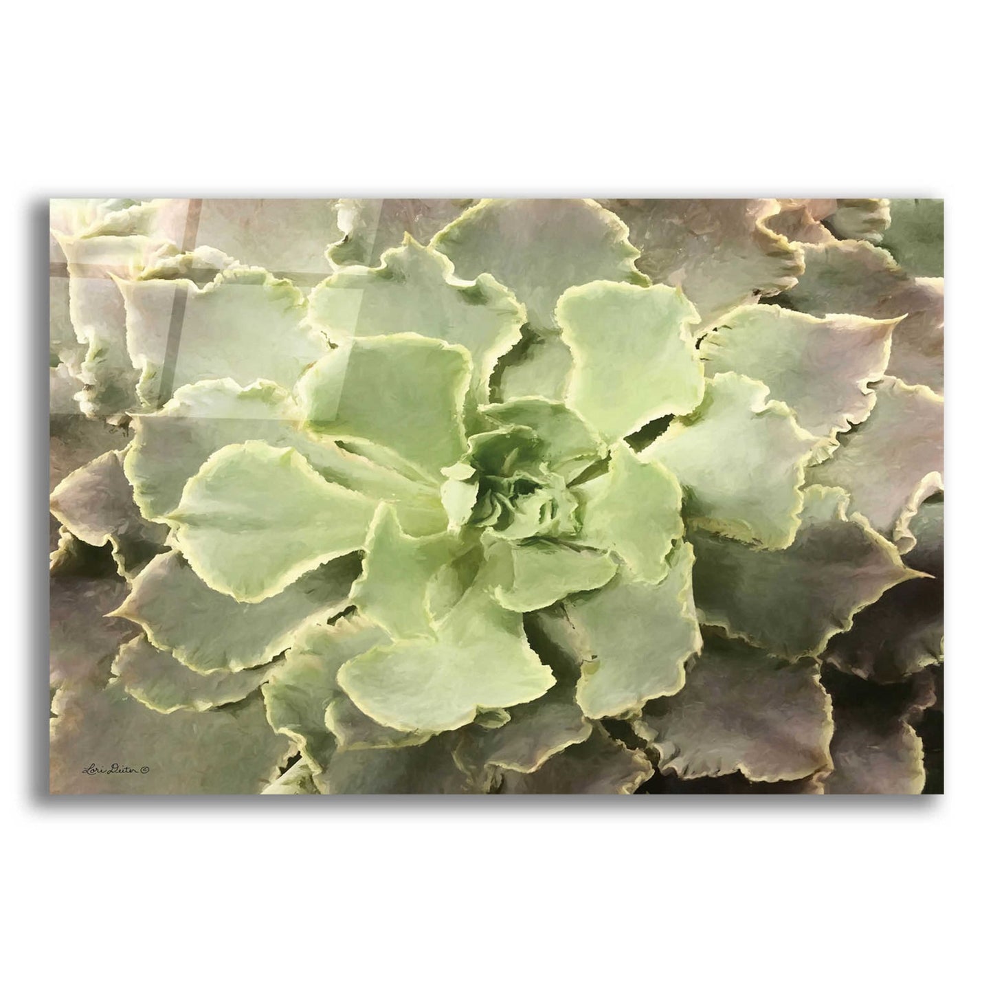 Epic Art 'Glowing Succulent II' by Lori Deiter Acrylic Glass Wall Art