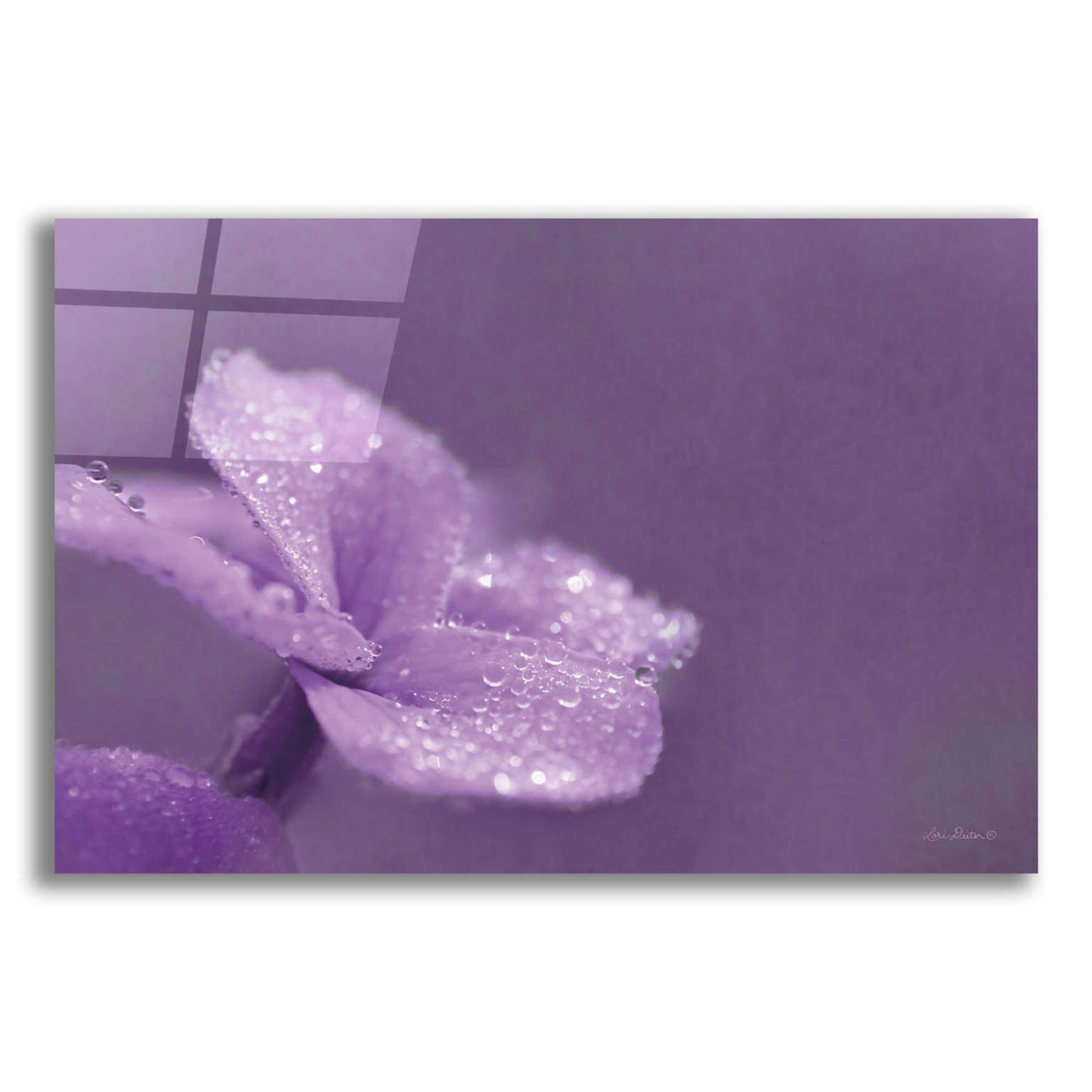 Epic Art 'Purple Dew' by Lori Deiter Acrylic Glass Wall Art,24x16