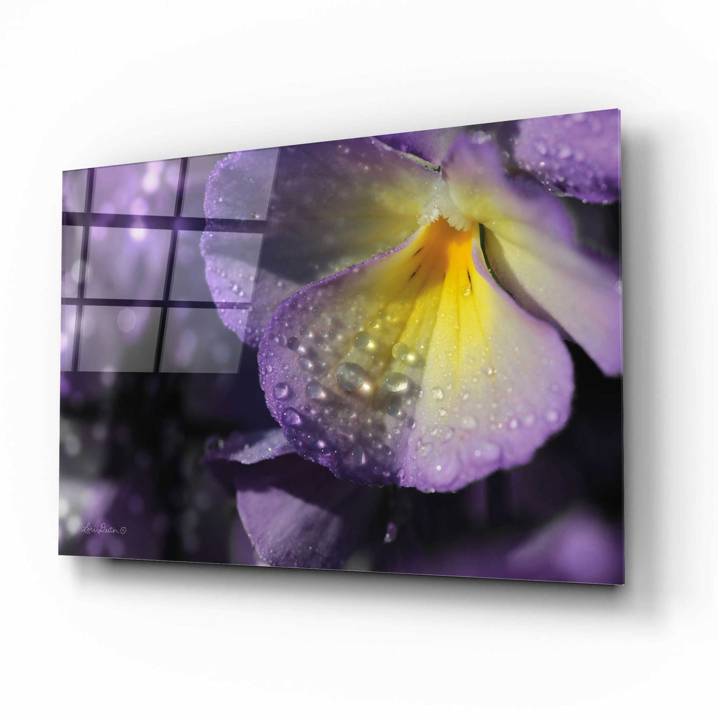 Epic Art 'Purple Pansy' by Lori Deiter Acrylic Glass Wall Art,16x12