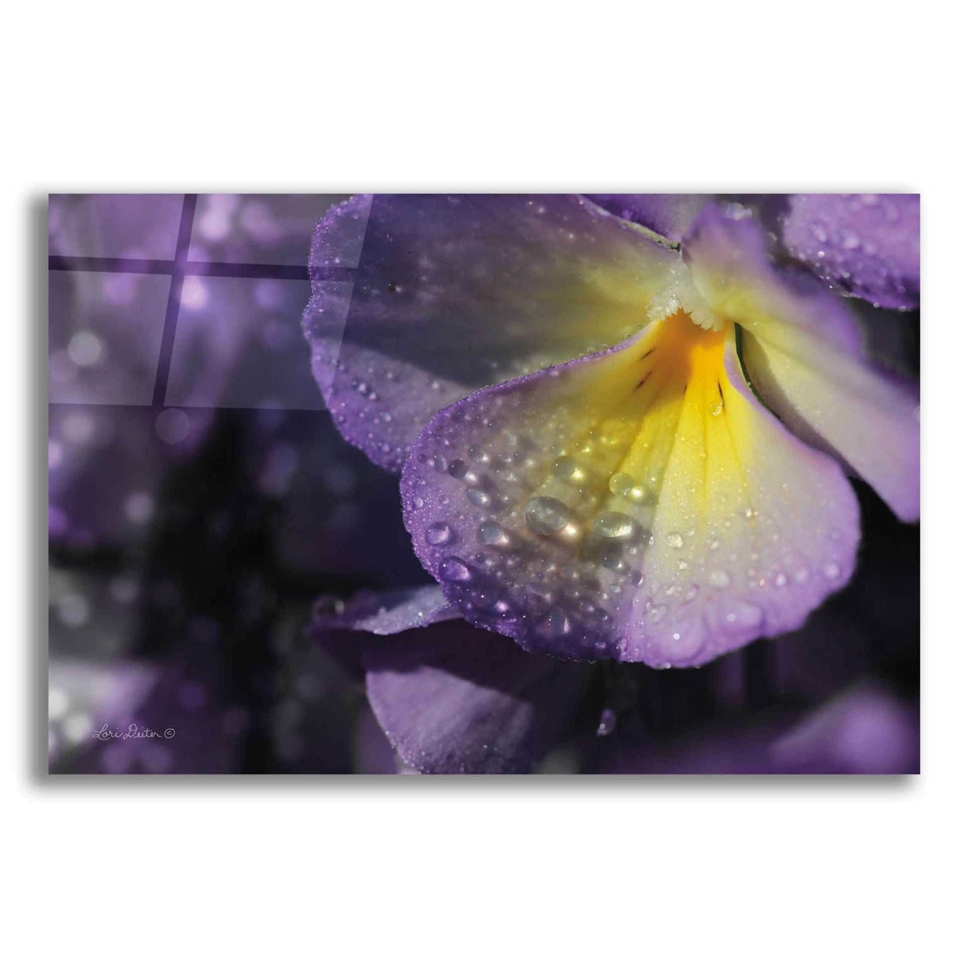 Epic Art 'Purple Pansy' by Lori Deiter Acrylic Glass Wall Art,24x16