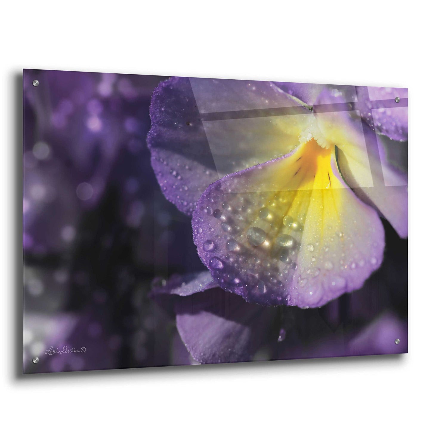 Epic Art 'Purple Pansy' by Lori Deiter Acrylic Glass Wall Art,36x24