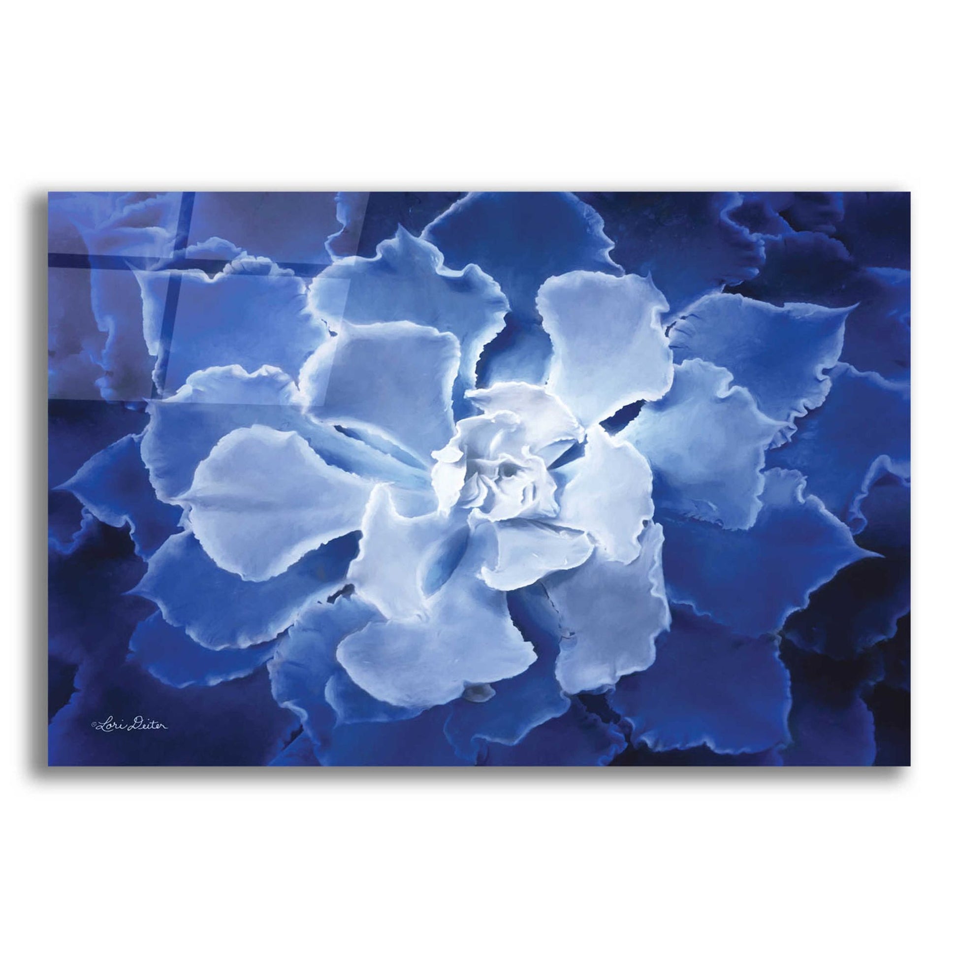 Epic Art 'Blue Succulent I' by Lori Deiter Acrylic Glass Wall Art,24x16