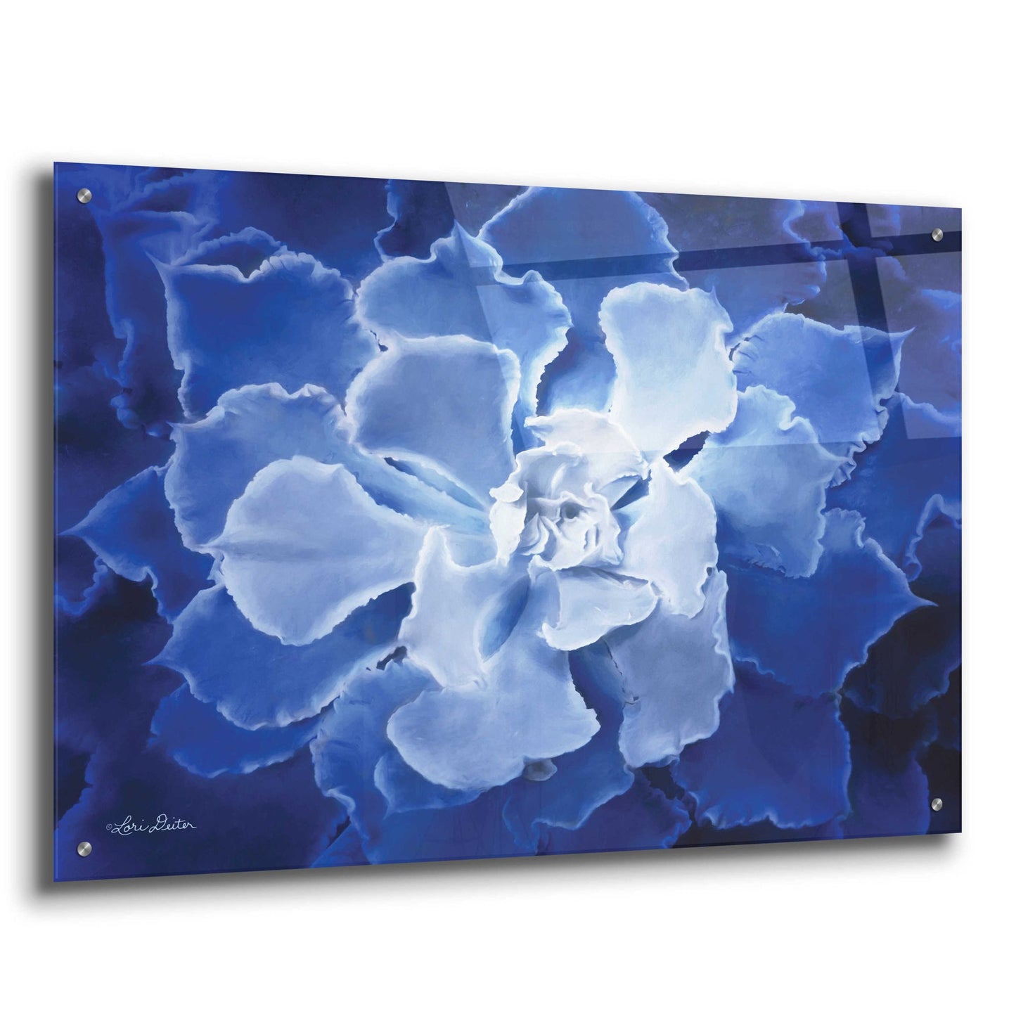 Epic Art 'Blue Succulent I' by Lori Deiter Acrylic Glass Wall Art,36x24