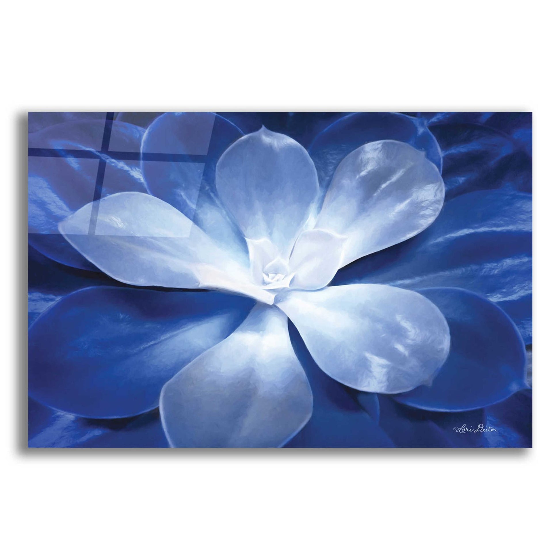 Epic Art 'Blue Succulent II' by Lori Deiter Acrylic Glass Wall Art,24x16