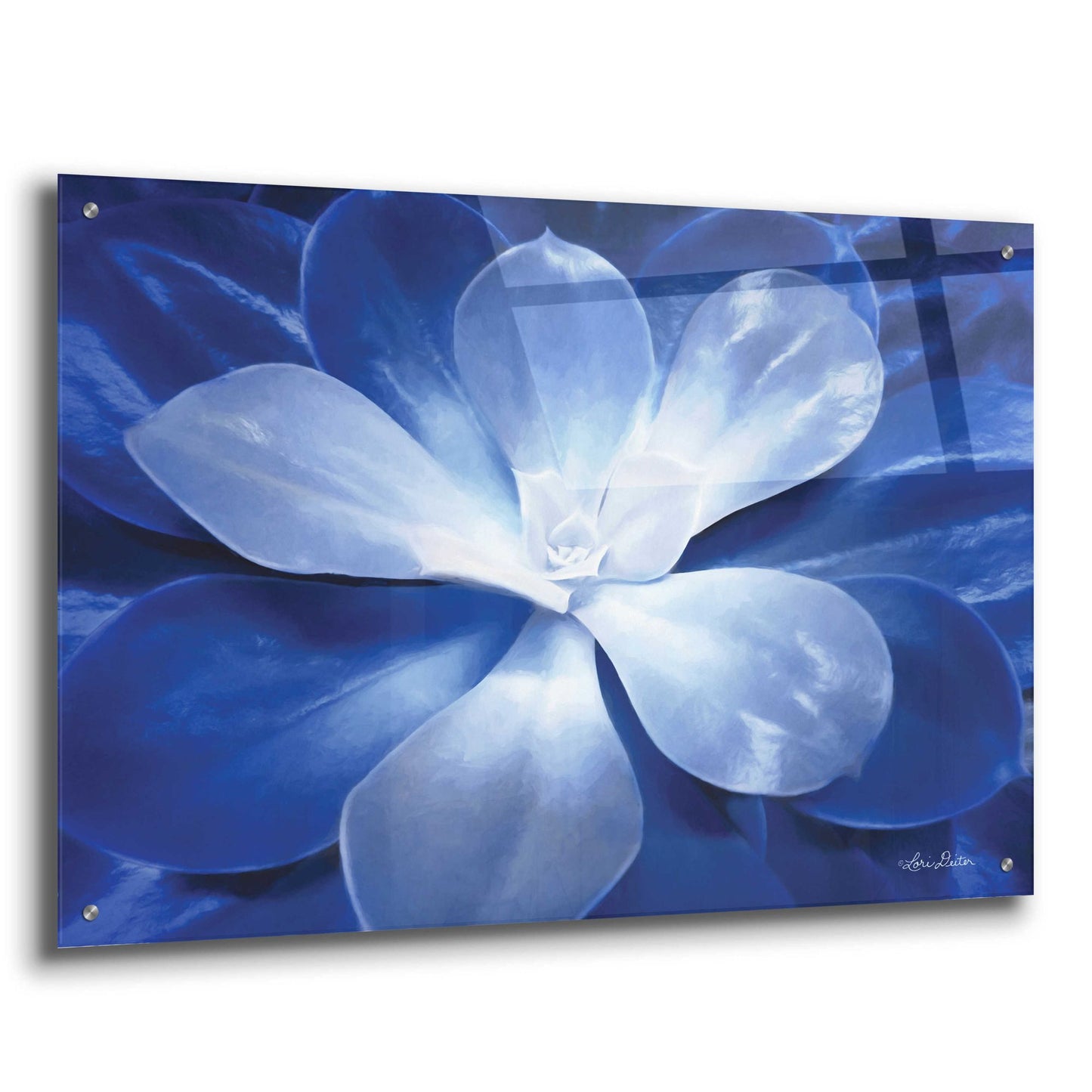 Epic Art 'Blue Succulent II' by Lori Deiter Acrylic Glass Wall Art,36x24