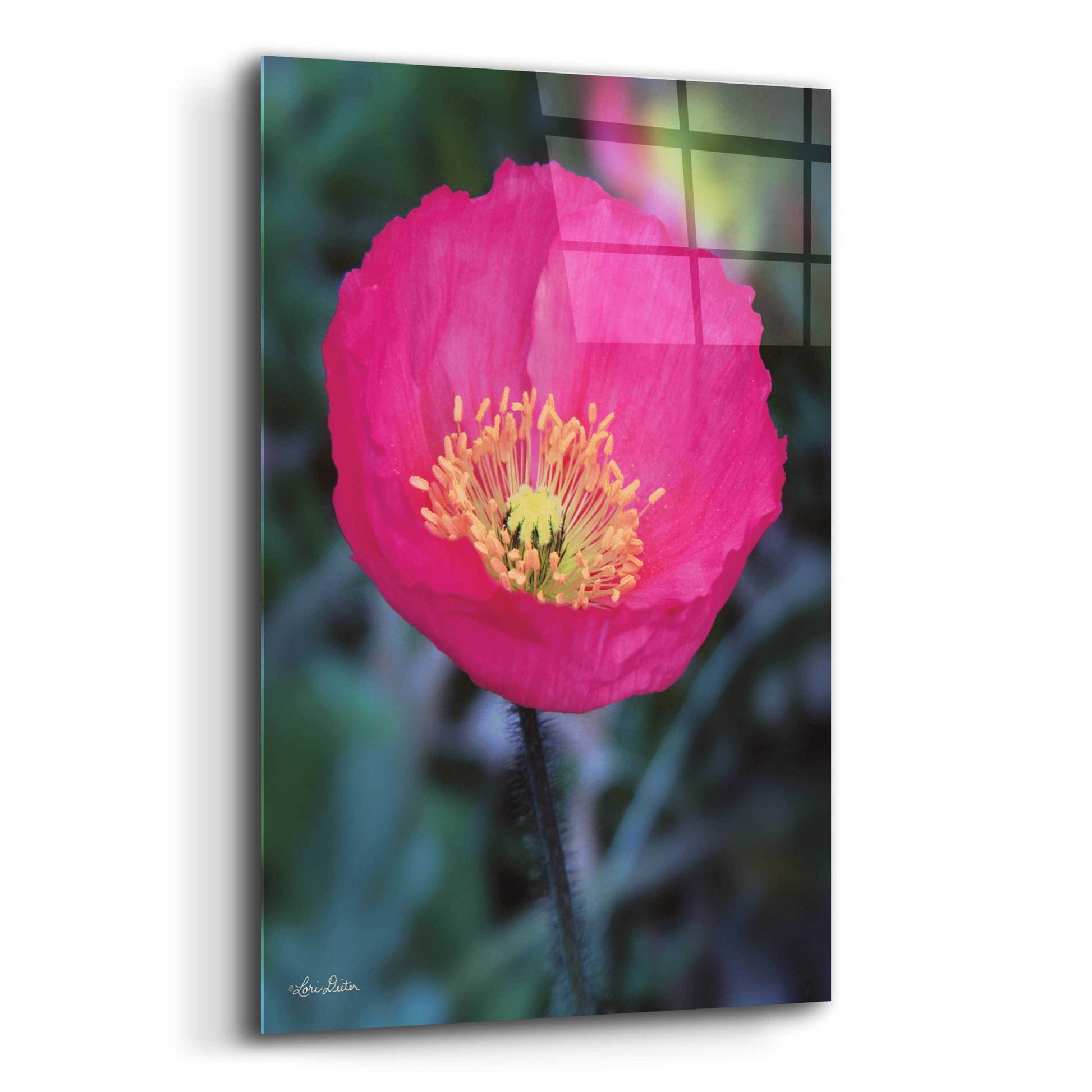 Epic Art 'Floral Pop I' by Lori Deiter Acrylic Glass Wall Art,12x16