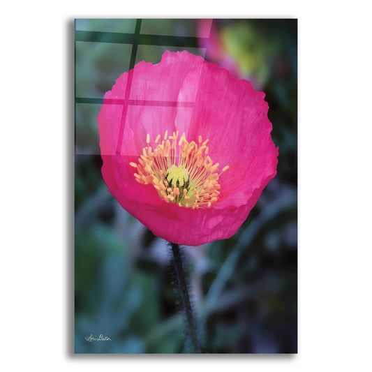 Epic Art 'Floral Pop I' by Lori Deiter Acrylic Glass Wall Art