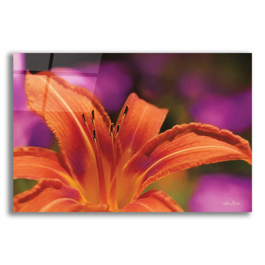 Epic Art 'Floral Pop V' by Lori Deiter Acrylic Glass Wall Art