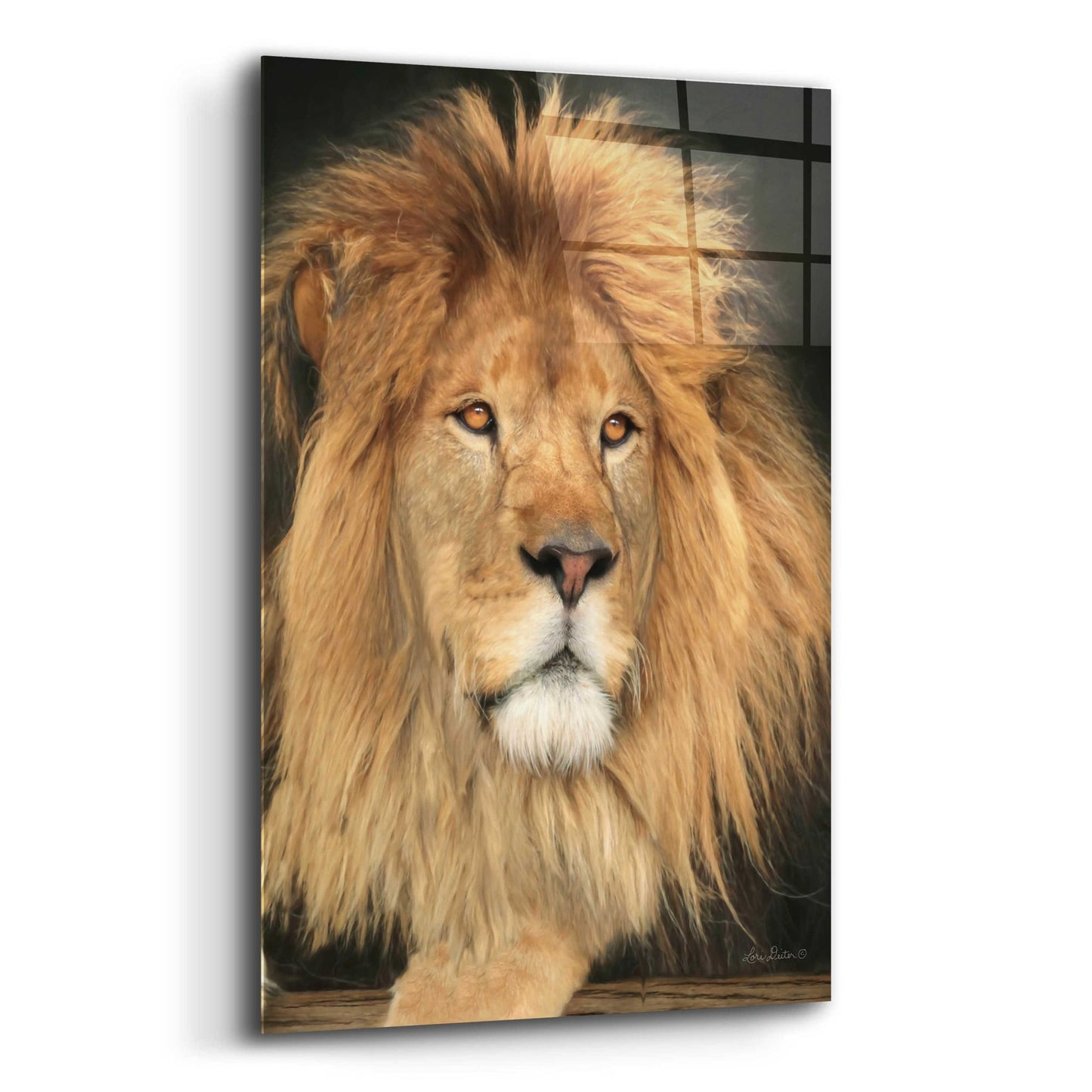 Epic Art 'King of the Jungle' by Lori Deiter Acrylic Glass Wall Art,12x16