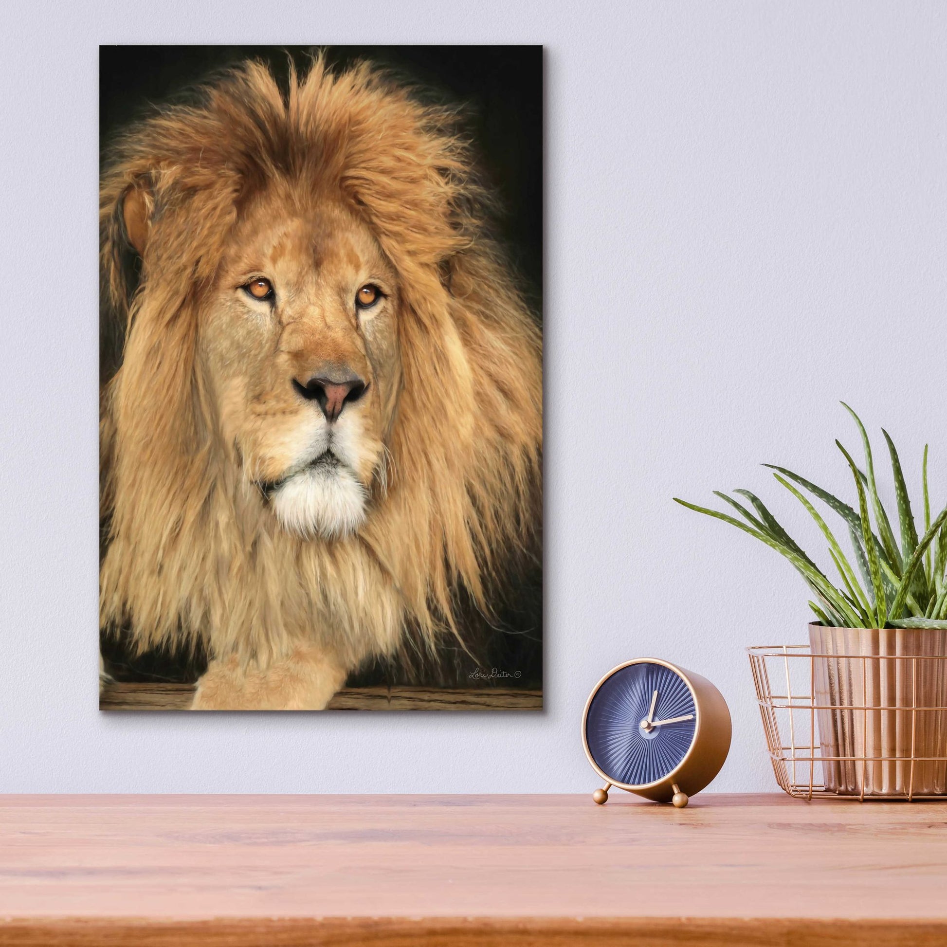 Epic Art 'King of the Jungle' by Lori Deiter Acrylic Glass Wall Art,12x16