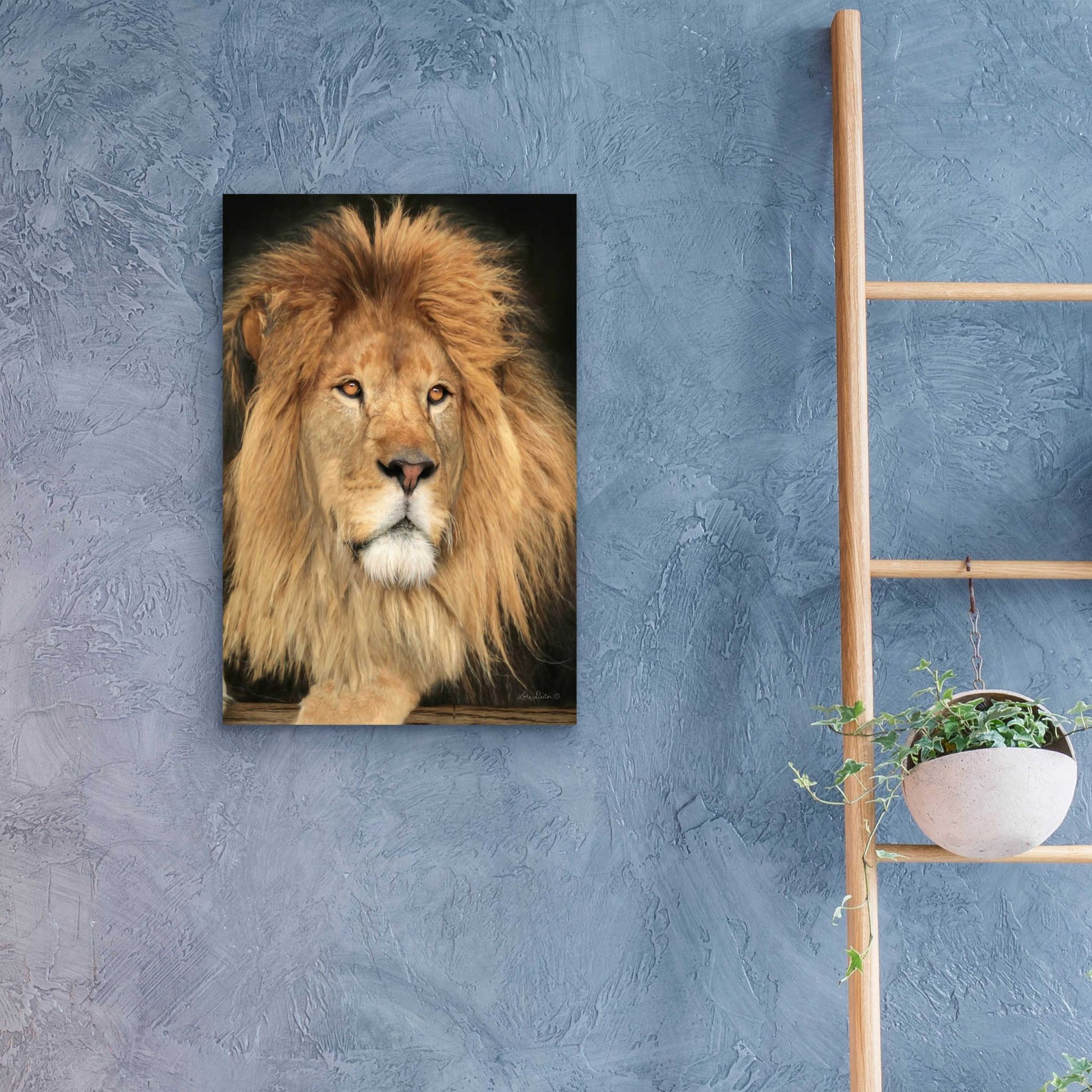 Epic Art 'King of the Jungle' by Lori Deiter Acrylic Glass Wall Art,16x24