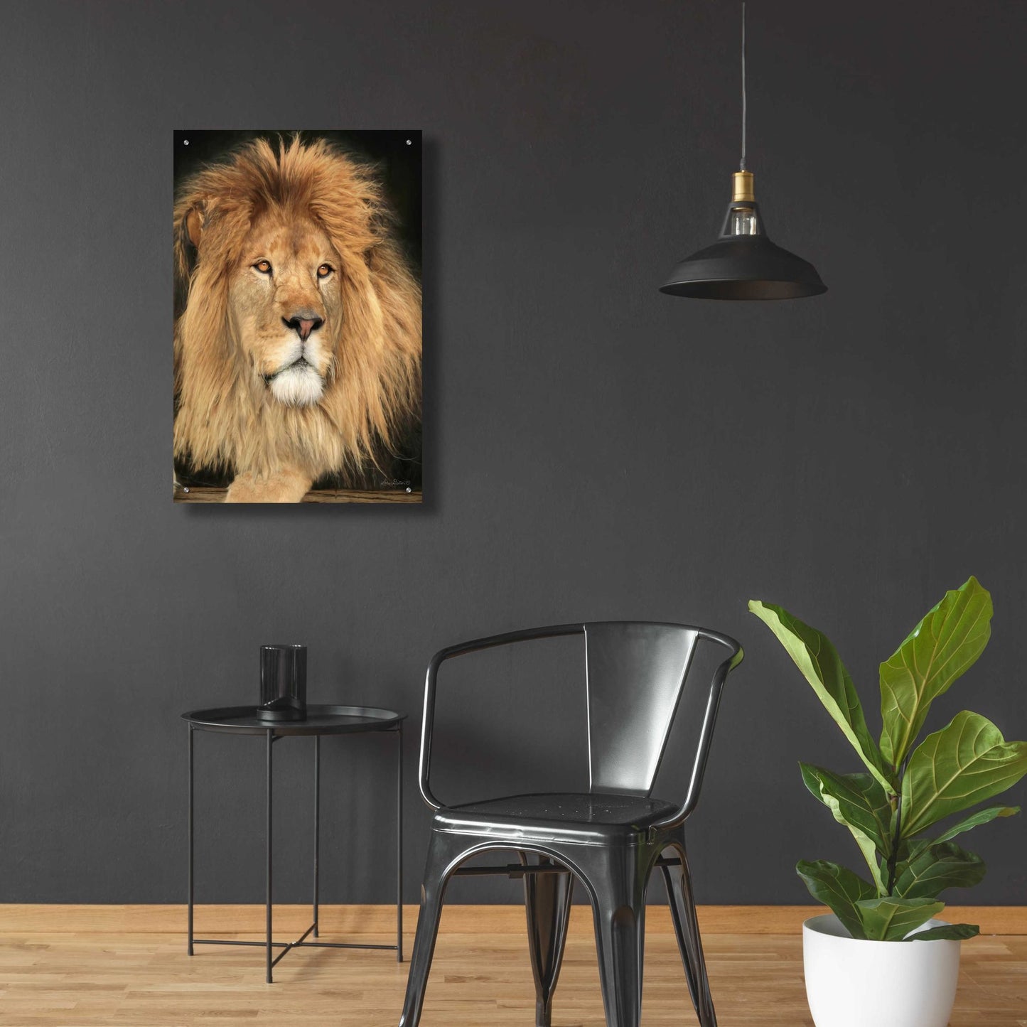 Epic Art 'King of the Jungle' by Lori Deiter Acrylic Glass Wall Art,24x36