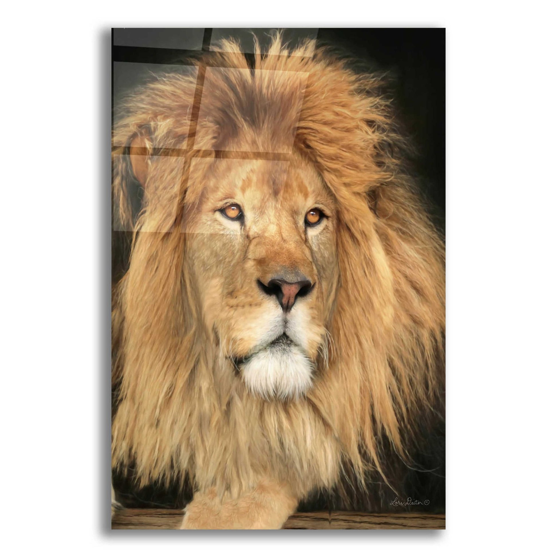 Epic Art 'King of the Jungle' by Lori Deiter Acrylic Glass Wall Art