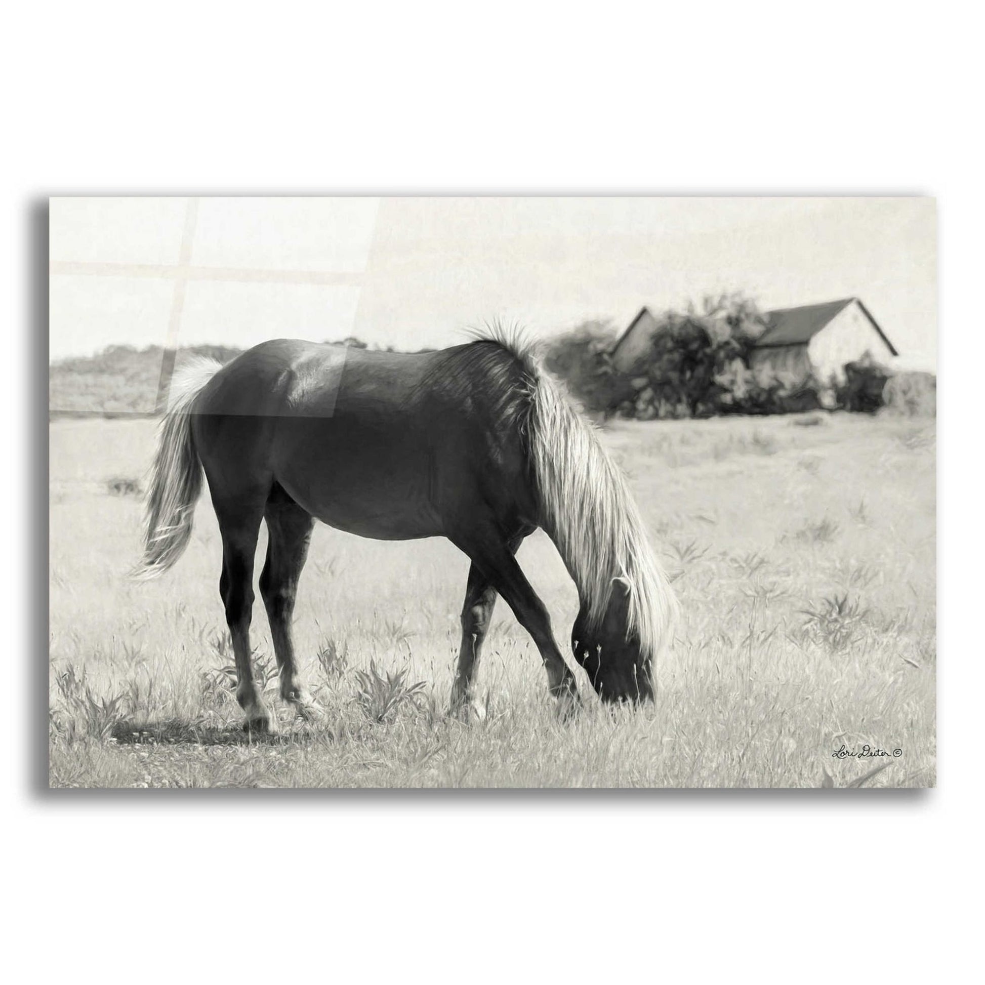 Epic Art 'Summer Grazing' by Lori Deiter Acrylic Glass Wall Art,24x16