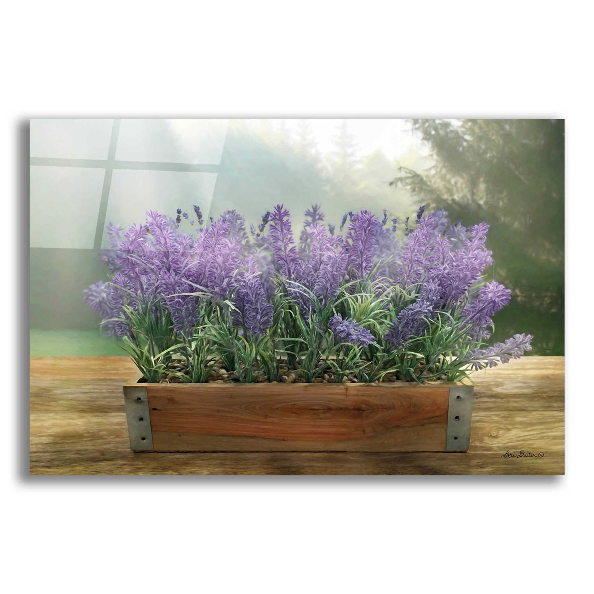 Epic Art 'Lavender Planter' by Lori Deiter Acrylic Glass Wall Art,24x16