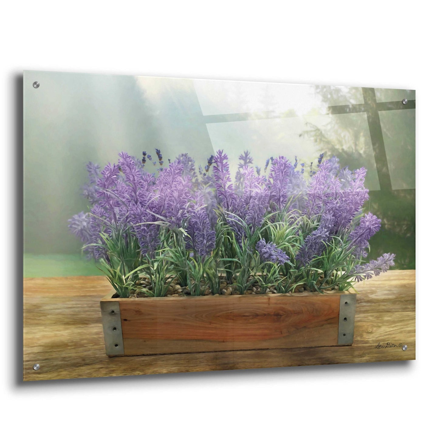 Epic Art 'Lavender Planter' by Lori Deiter Acrylic Glass Wall Art,36x24