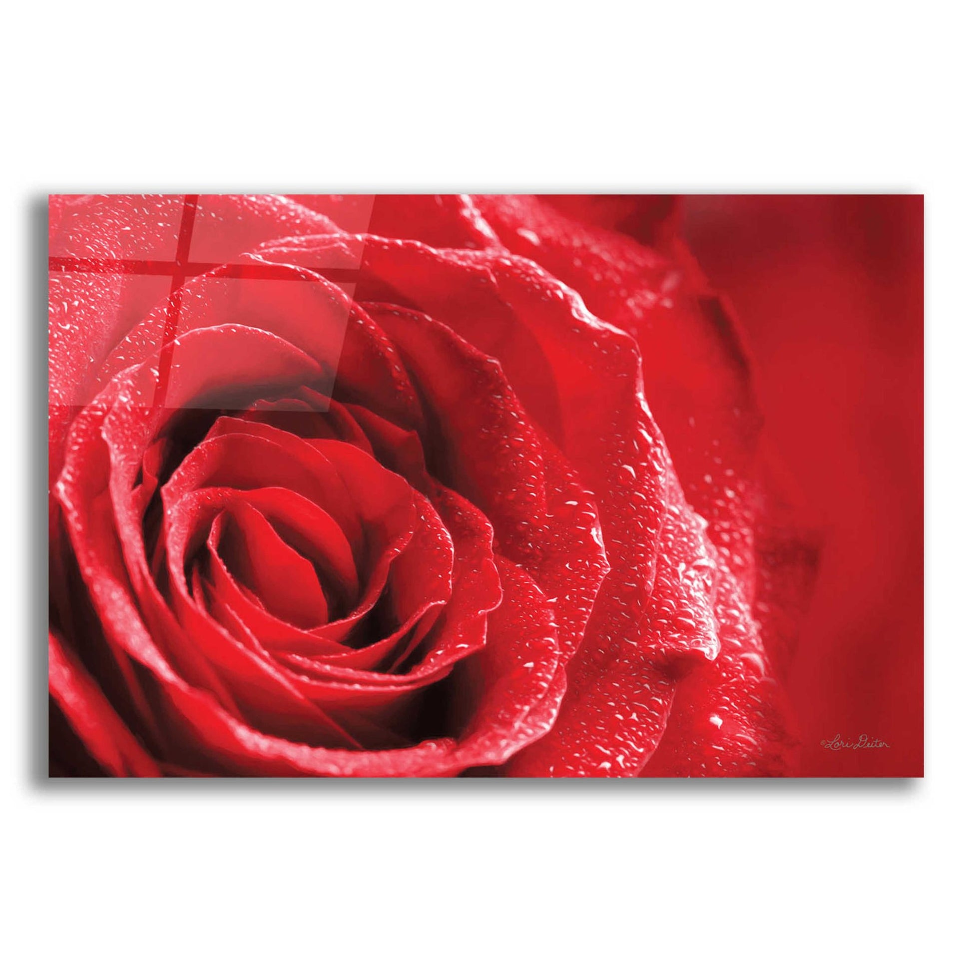 Epic Art 'Red Rose After Rain' by Lori Deiter Acrylic Glass Wall Art,24x16