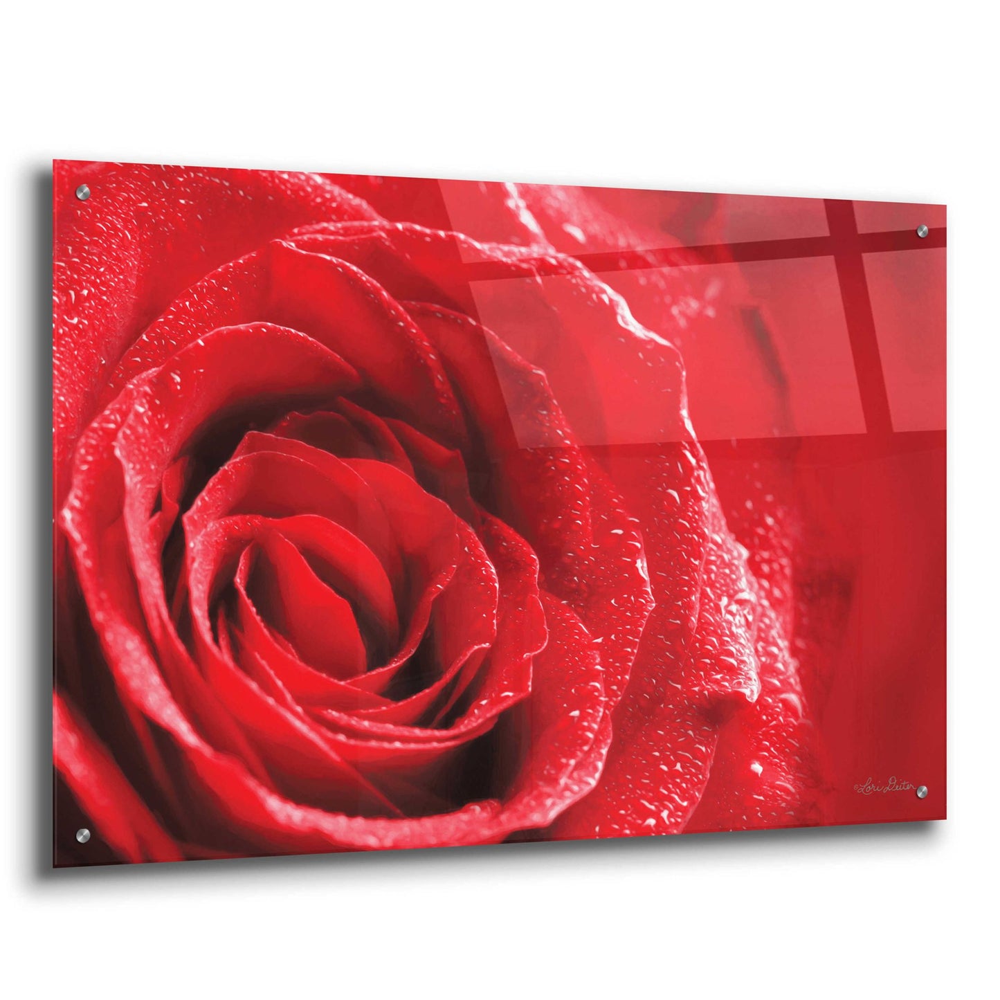 Epic Art 'Red Rose After Rain' by Lori Deiter Acrylic Glass Wall Art,36x24