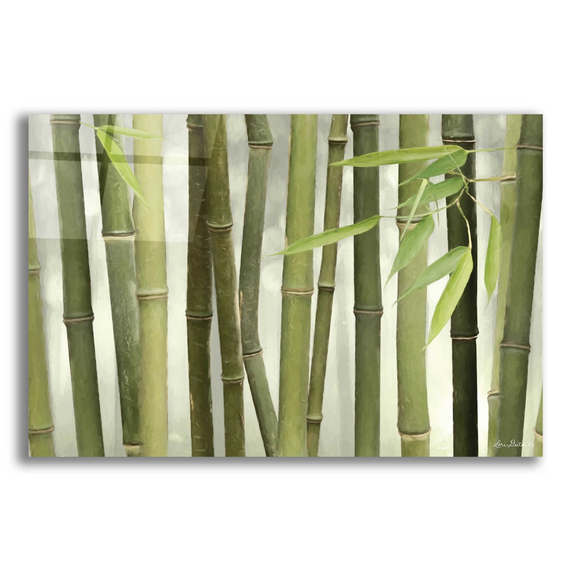 Epic Art 'Backlit Bamboo I' by Lori Deiter Acrylic Glass Wall Art,24x16