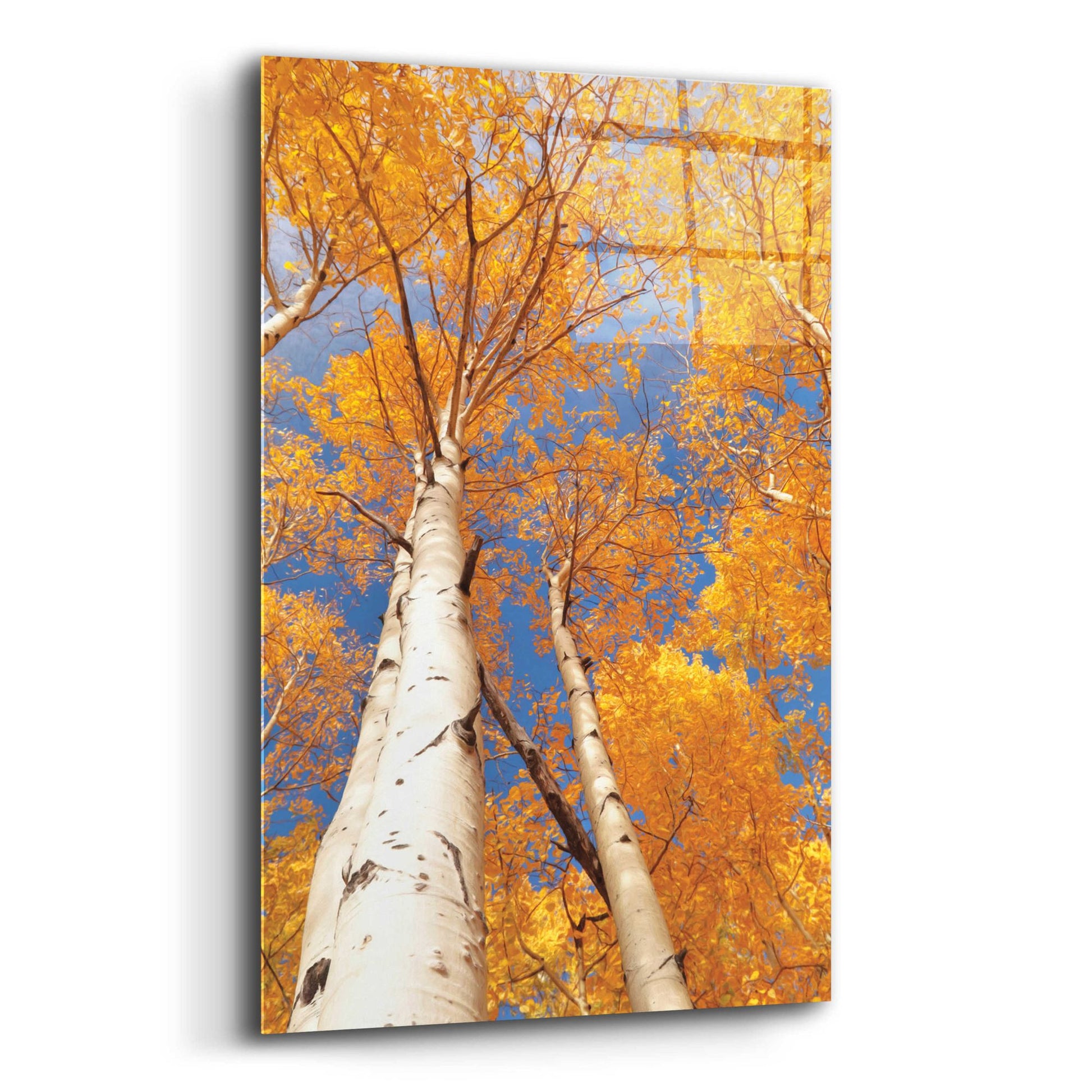 Epic Art 'Aspen I' by Lori Deiter Acrylic Glass Wall Art,12x16