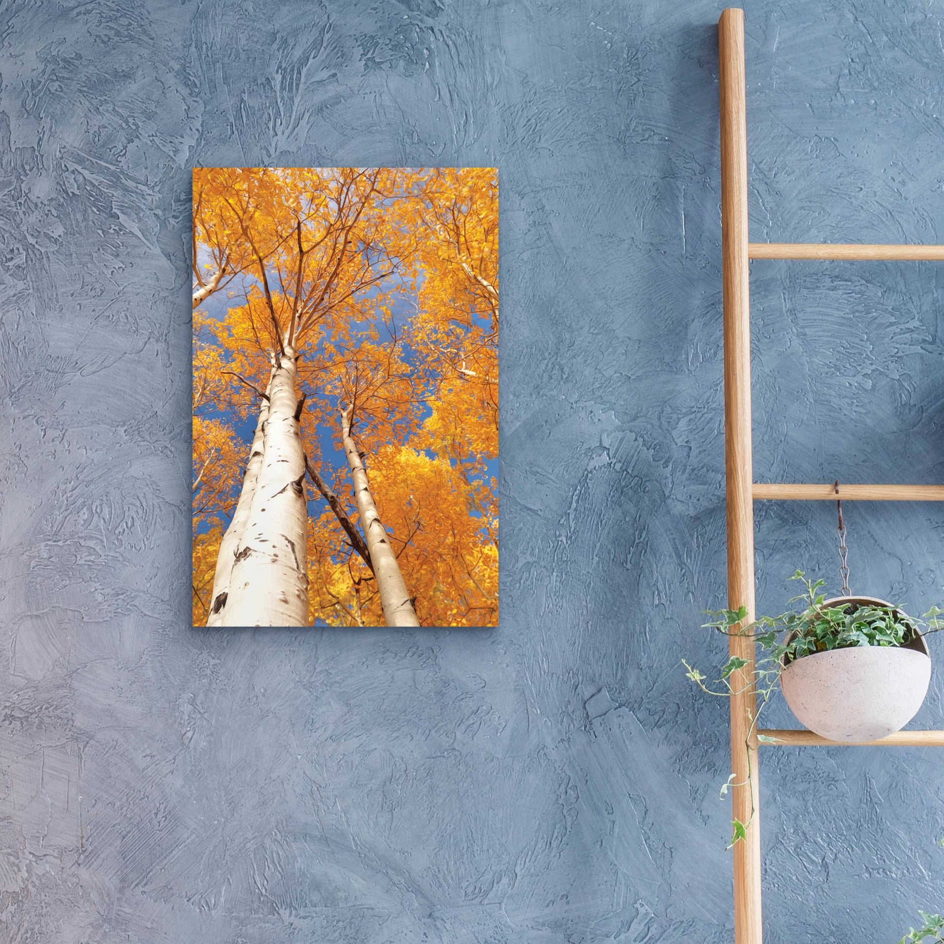 Epic Art 'Aspen I' by Lori Deiter Acrylic Glass Wall Art,16x24