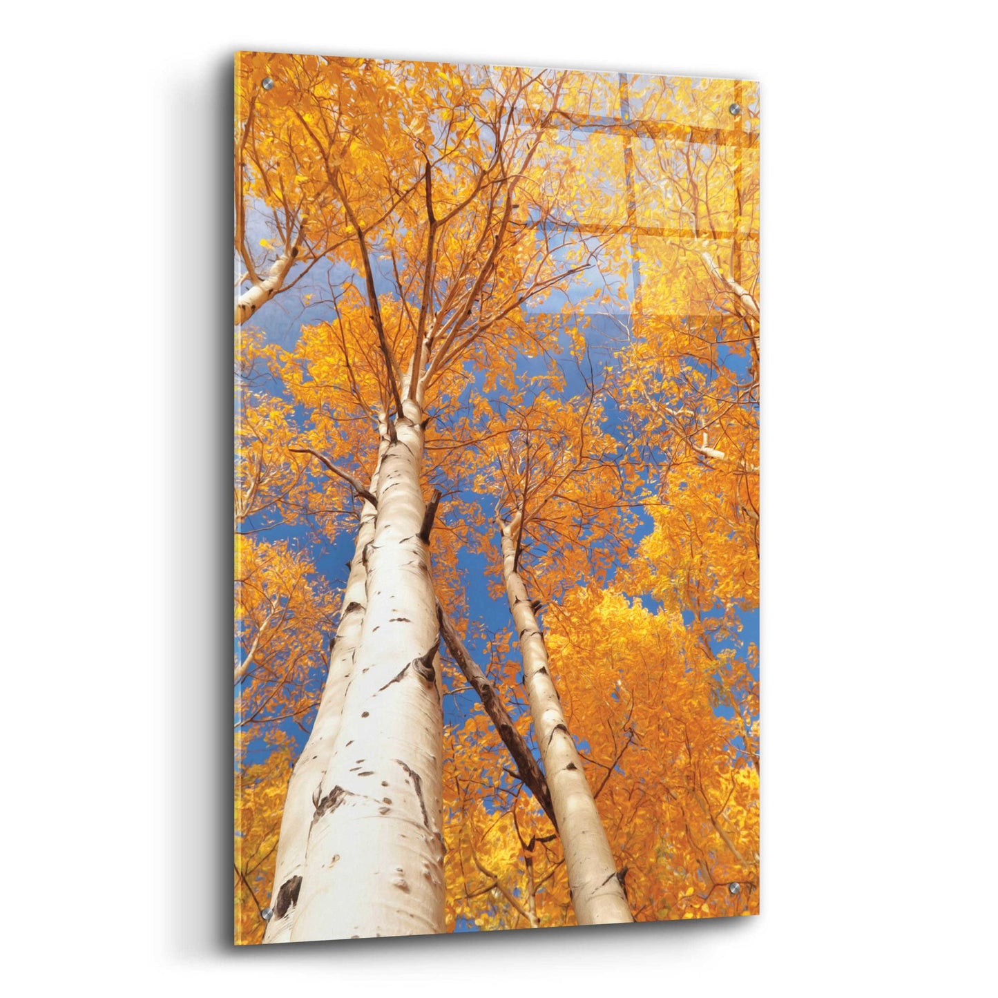 Epic Art 'Aspen I' by Lori Deiter Acrylic Glass Wall Art,24x36