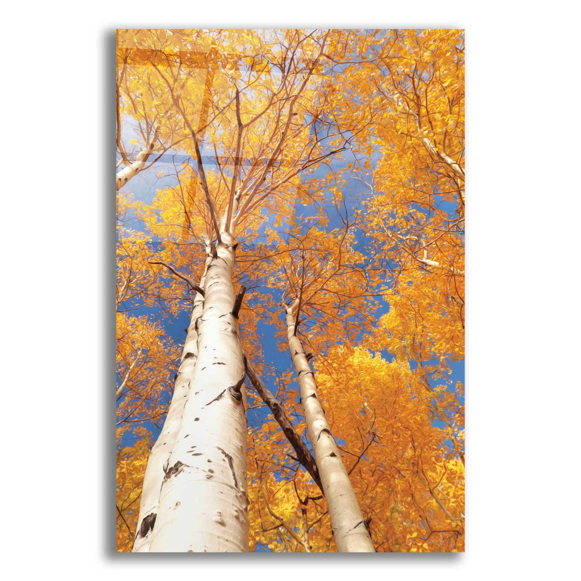 Epic Art 'Aspen I' by Lori Deiter Acrylic Glass Wall Art