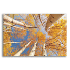 Epic Art 'Aspen II' by Lori Deiter Acrylic Glass Wall Art
