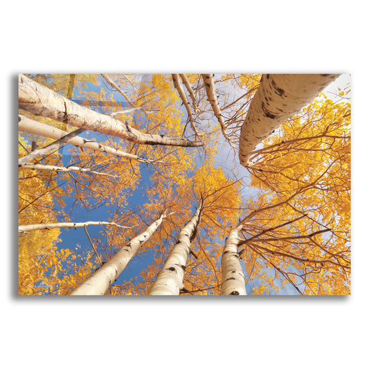 Epic Art 'Aspen II' by Lori Deiter Acrylic Glass Wall Art