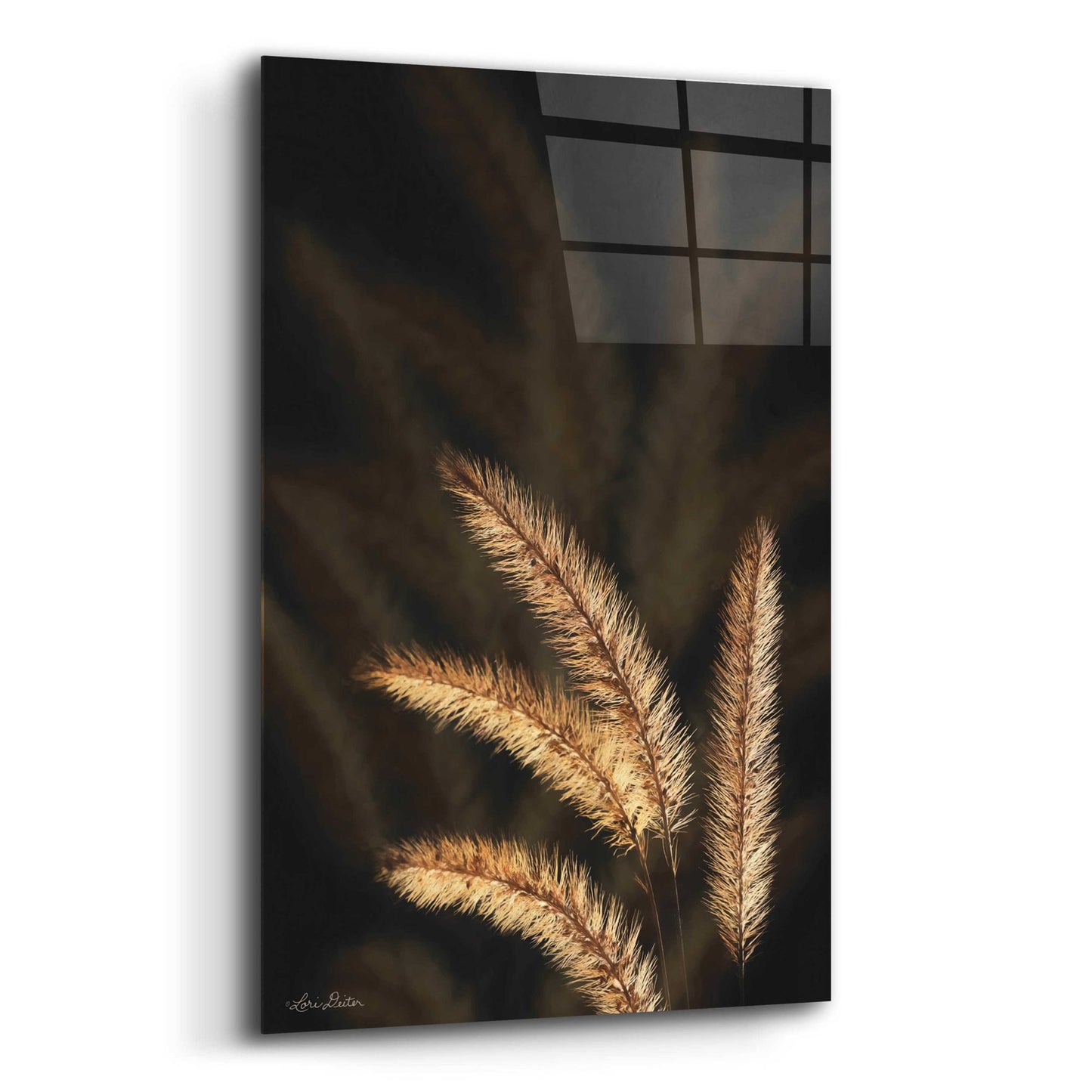 Epic Art 'Golden Grass I' by Lori Deiter Acrylic Glass Wall Art,12x16