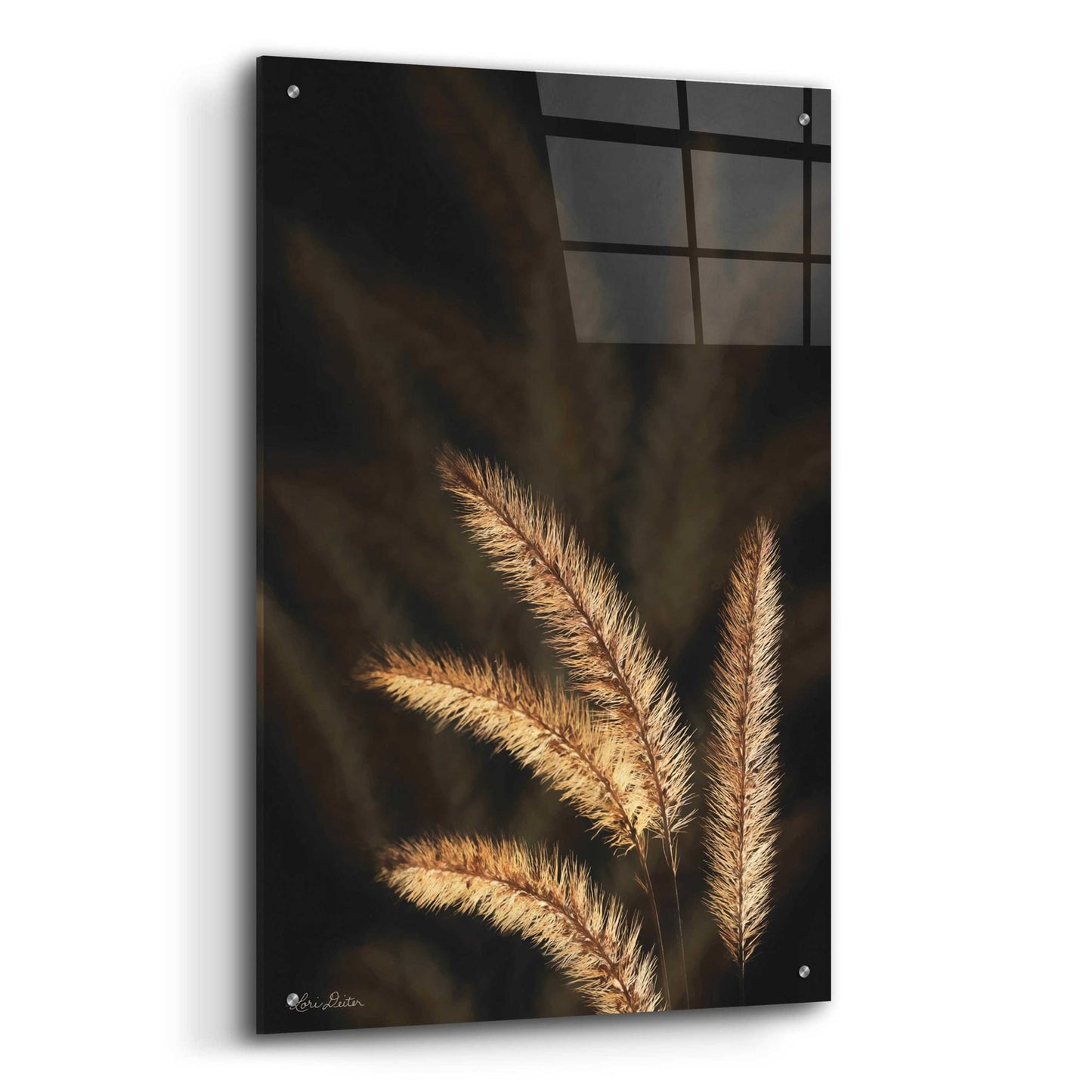 Epic Art 'Golden Grass I' by Lori Deiter Acrylic Glass Wall Art,24x36