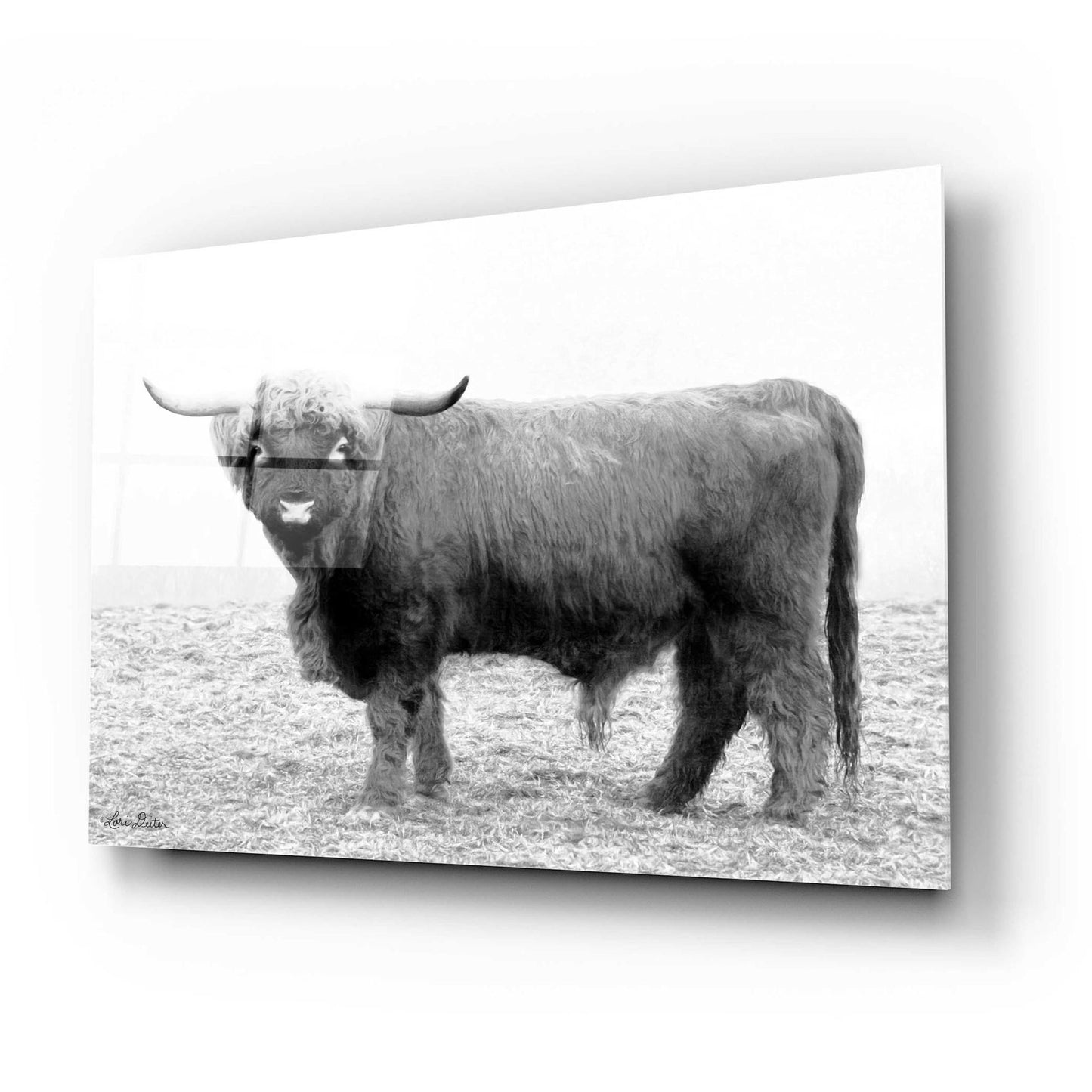 Epic Art 'Scotty the Bull' by Lori Deiter Acrylic Glass Wall Art,24x16