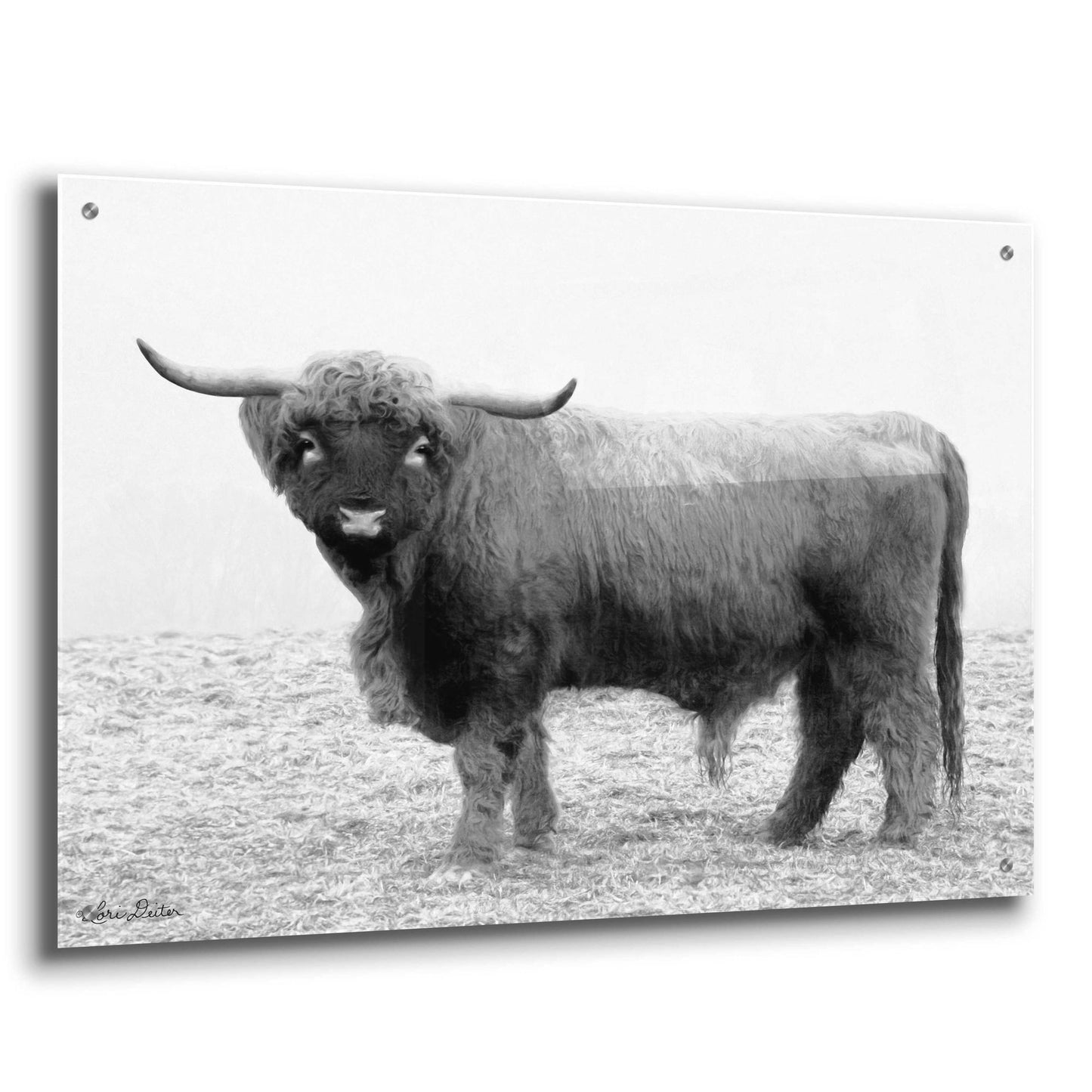 Epic Art 'Scotty the Bull' by Lori Deiter Acrylic Glass Wall Art,36x24